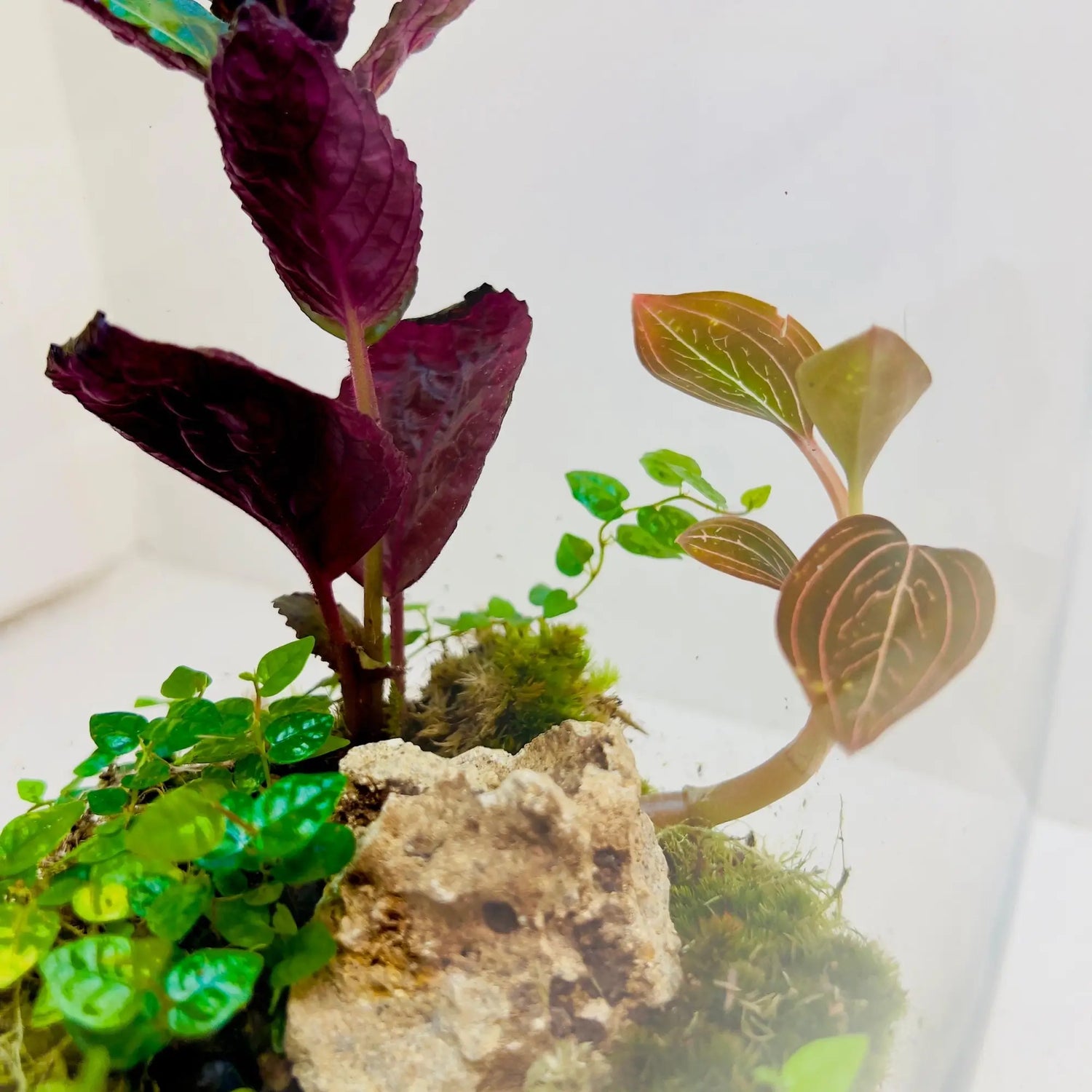 Jewel Orchid Terrarium Shop in Dubai