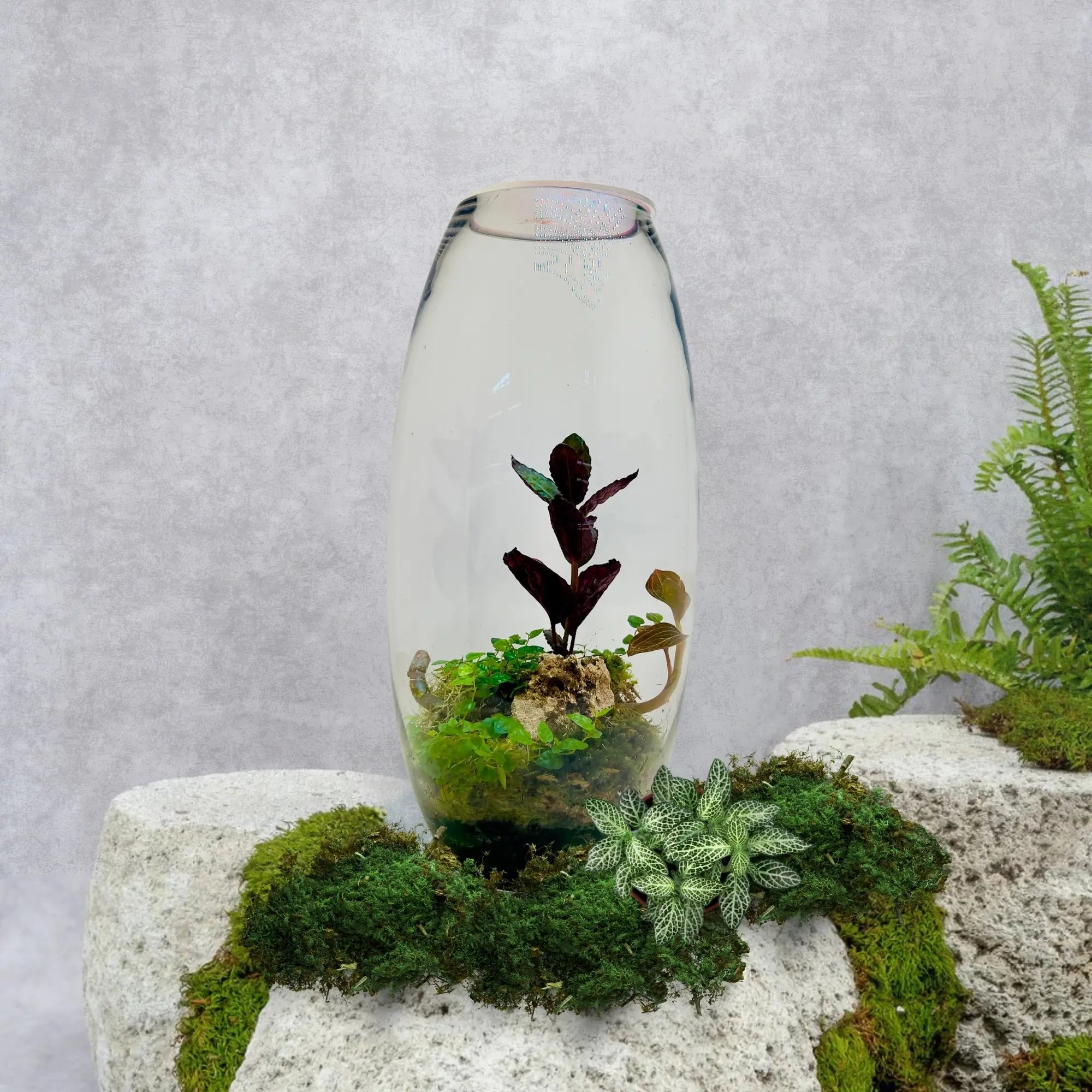 Jewel Orchid Terrarium in Dubai