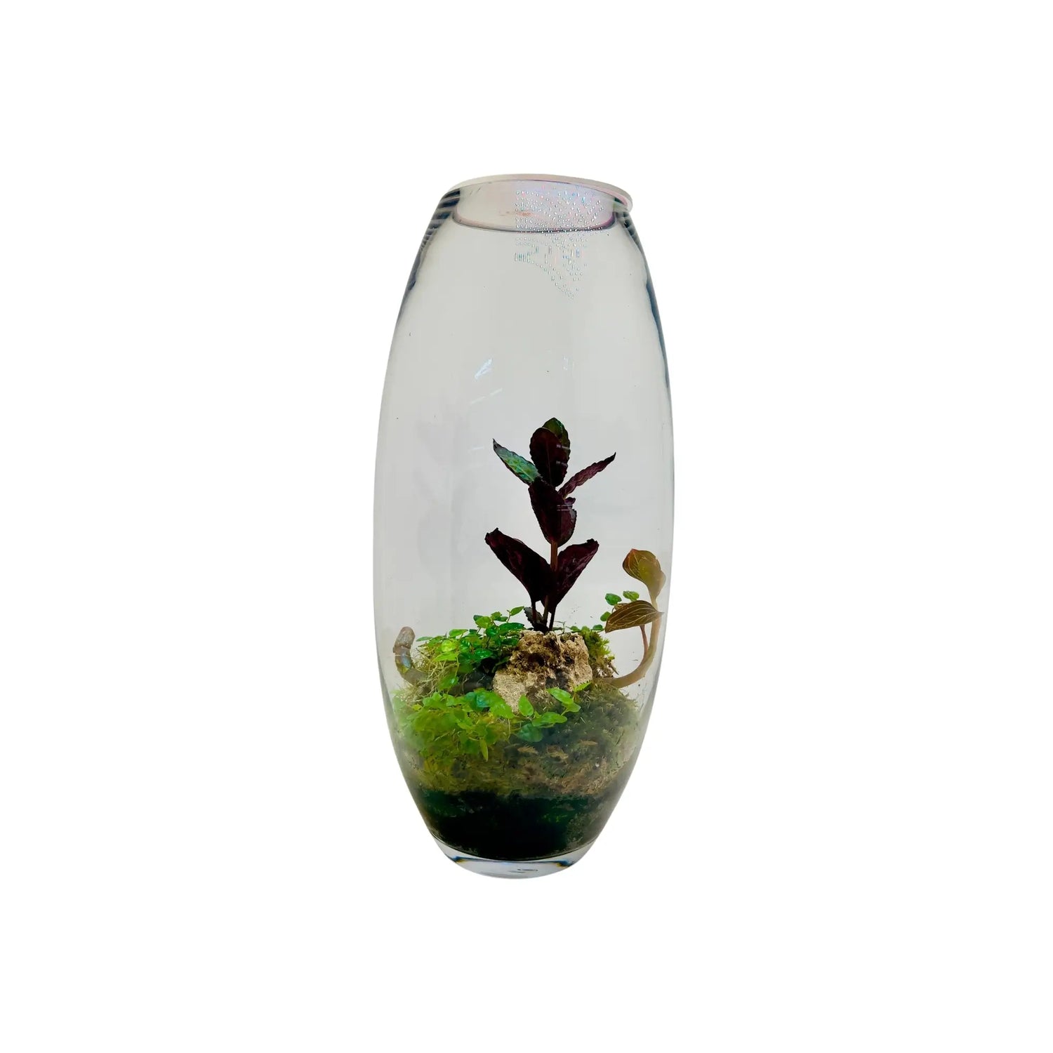Jewel Orchid Terrarium in UAE