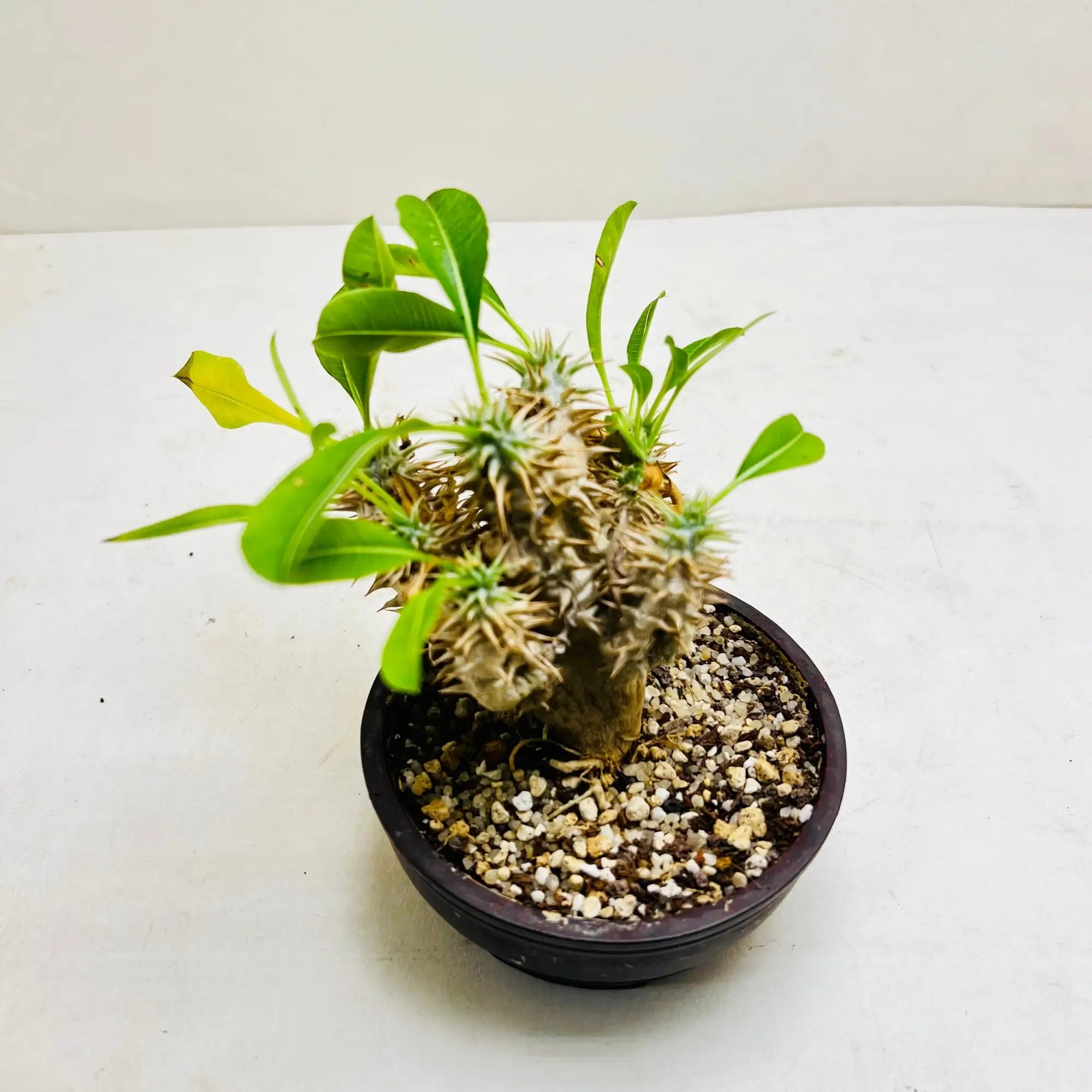 Madagascar Palm Pachypodium Lamerei Rare Exotic Indoor Plant