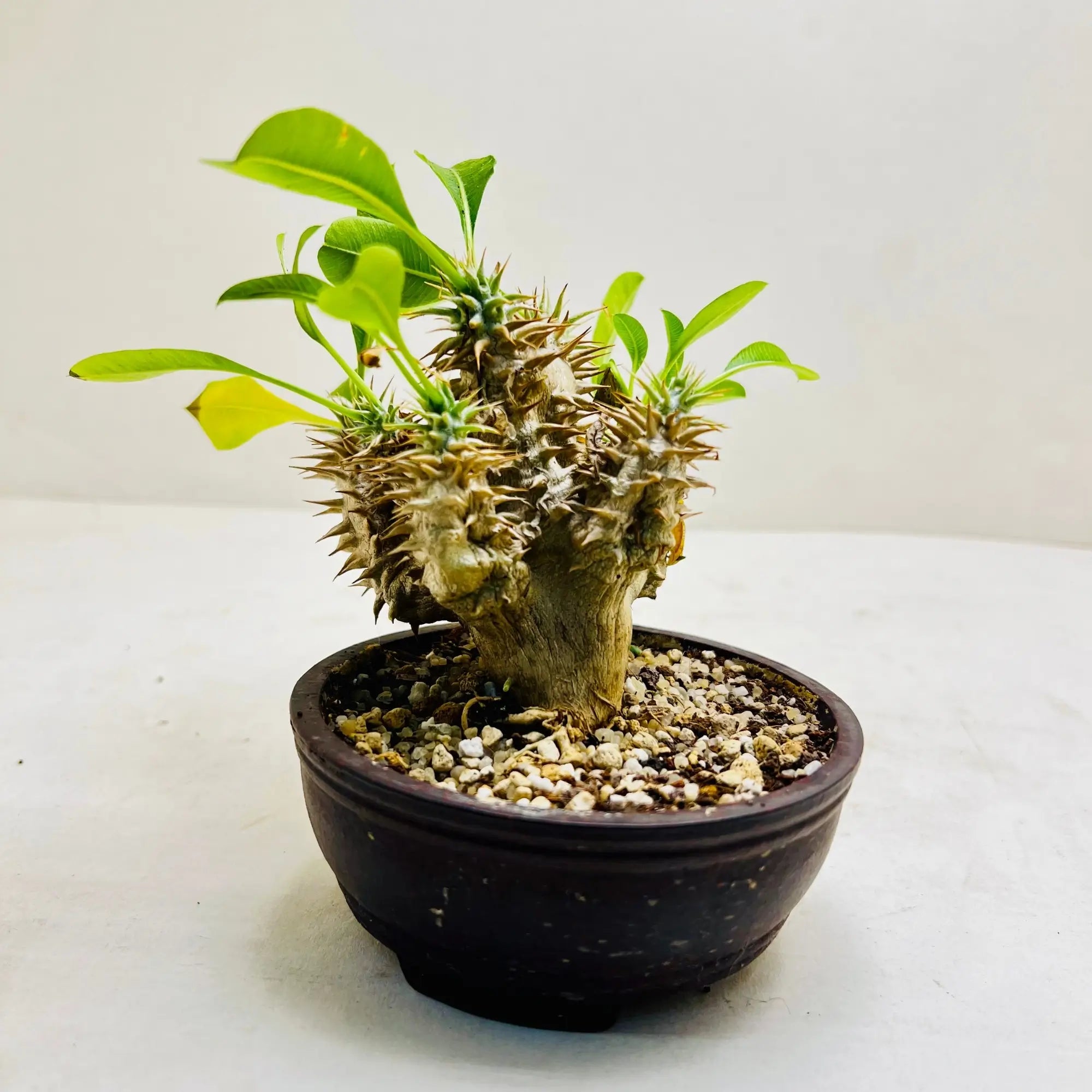 Madagascar Palm Pachypodium Lamerei Rare Exotic Indoor Plant