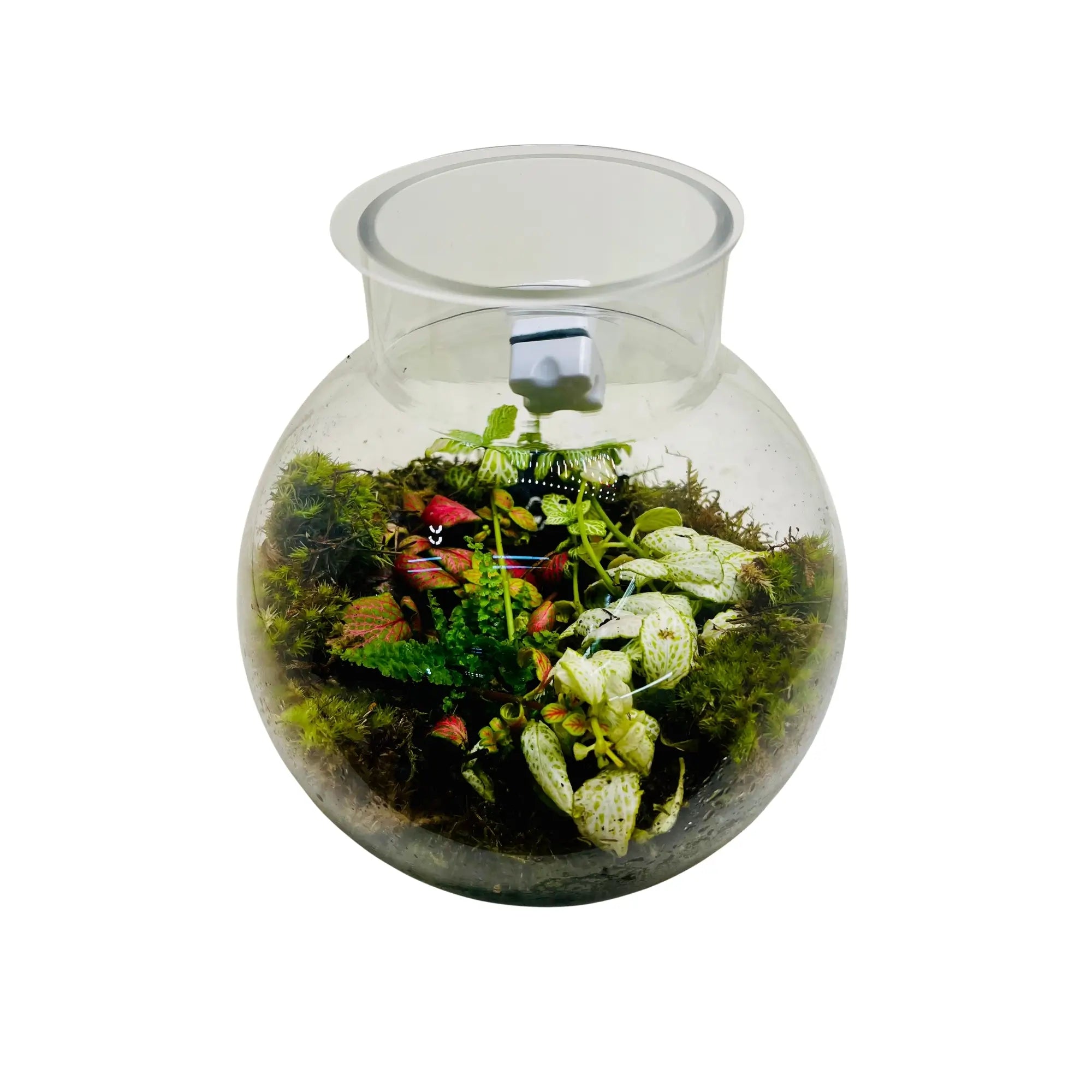 Mini Jar Terrarium Shop in Dubai