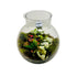 Mini Jar Terrarium Shop in Dubai