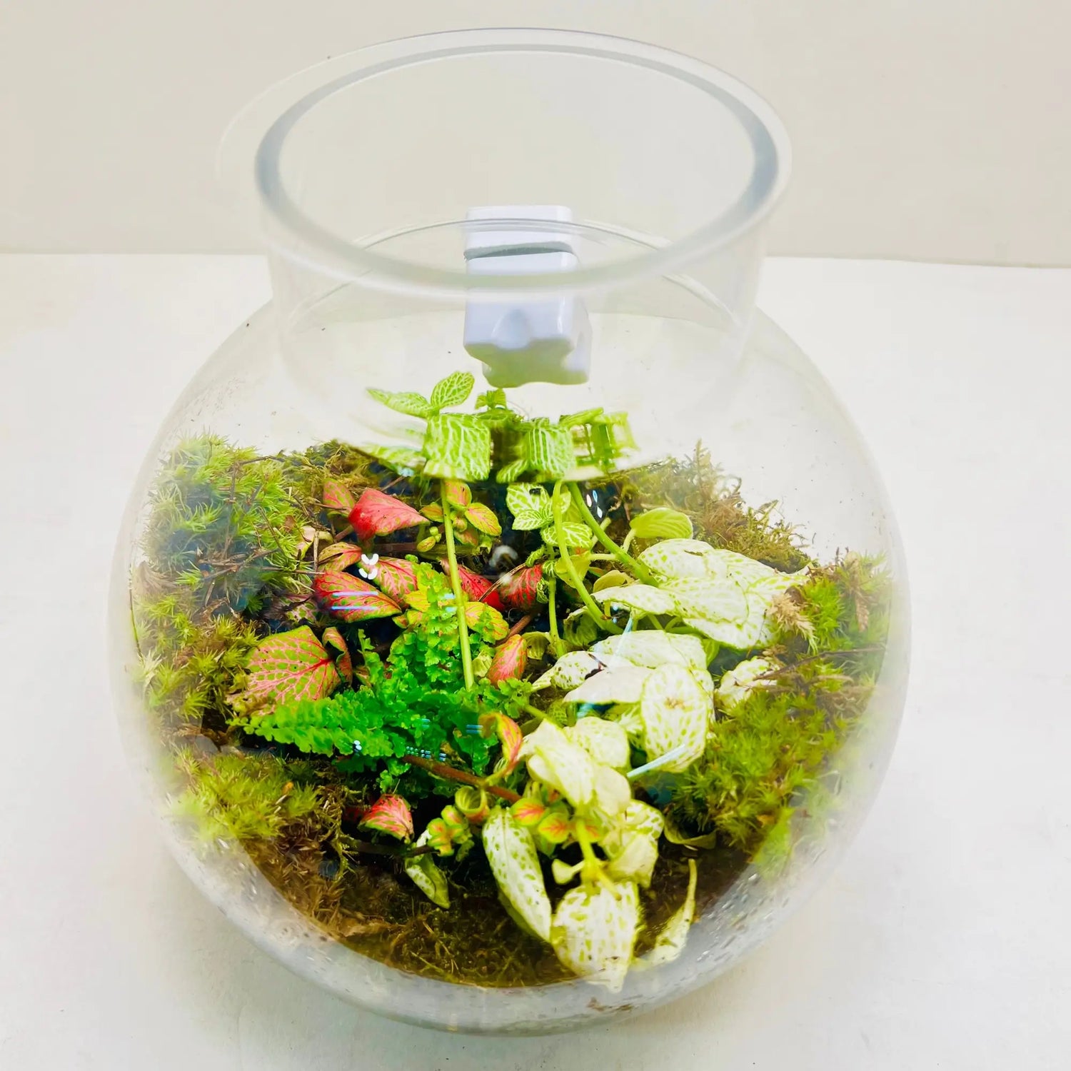 Mini Jar Terrarium Stores in Dubai