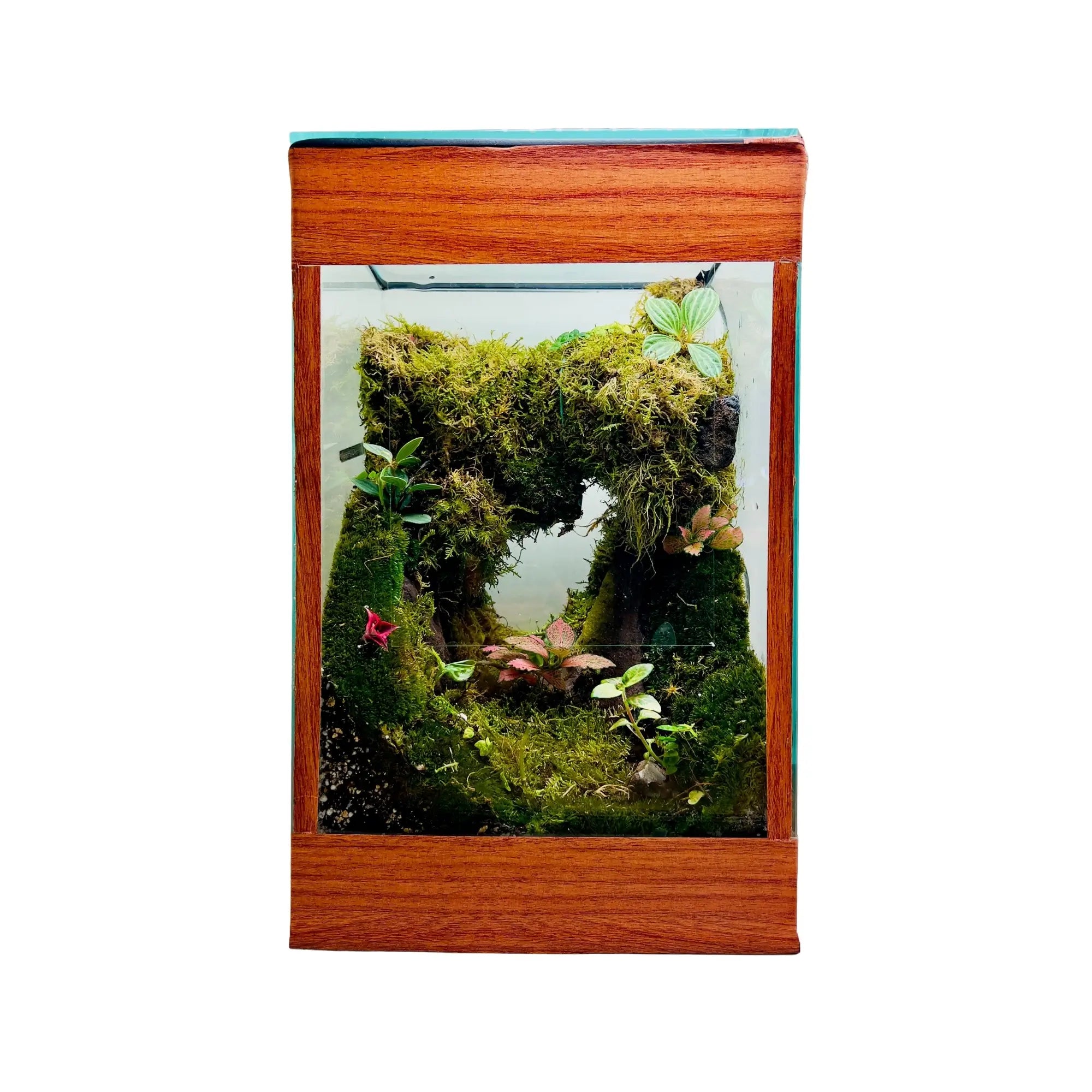 Moss Cave Terrarium in UAE