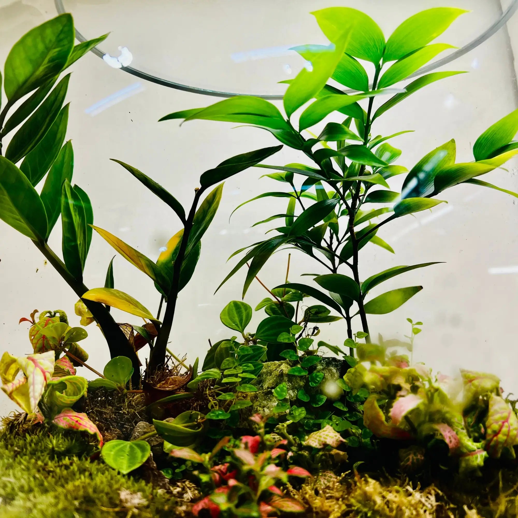 Nature Inspired Terrarium in Dubai