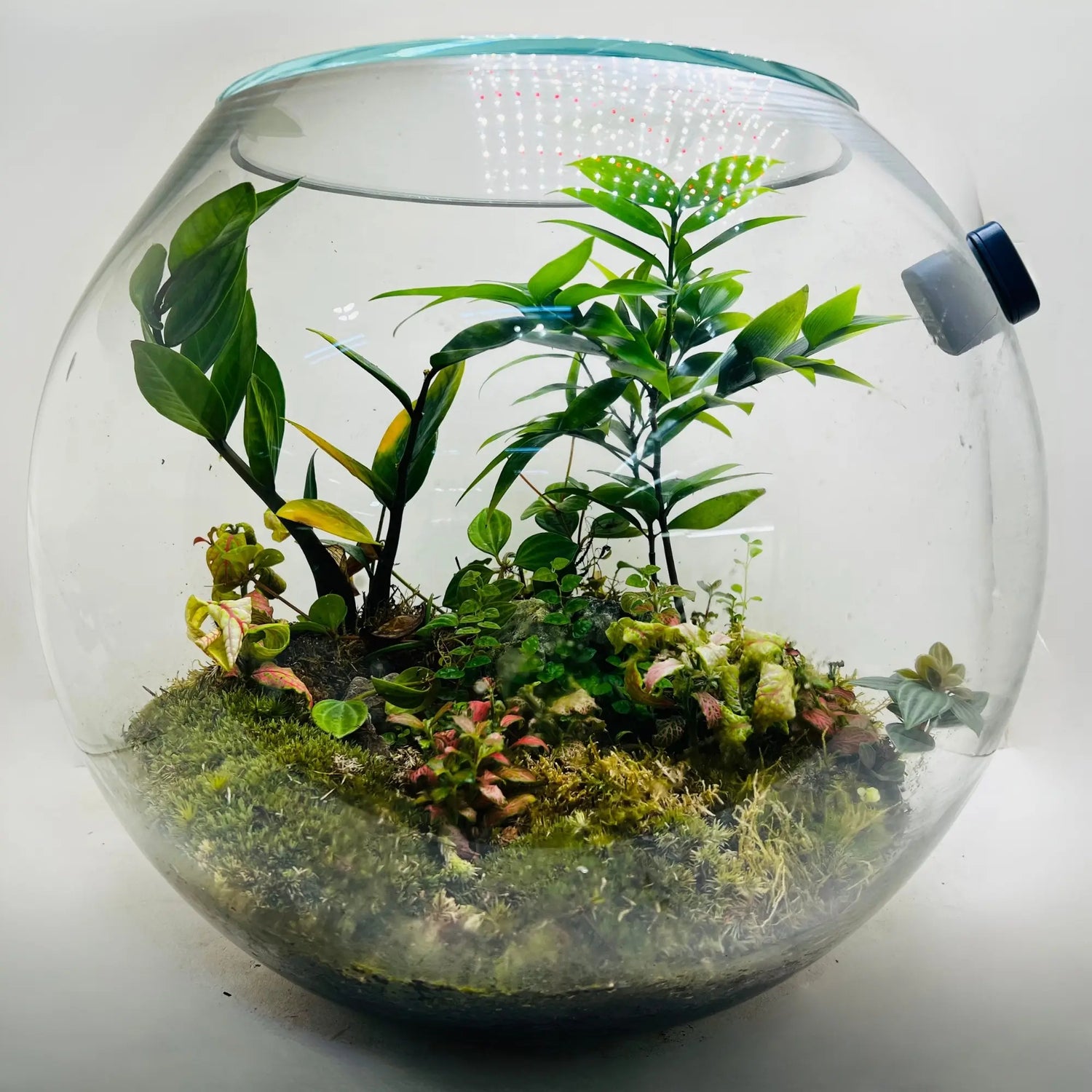 Nature Inspired Terrarium in UAE