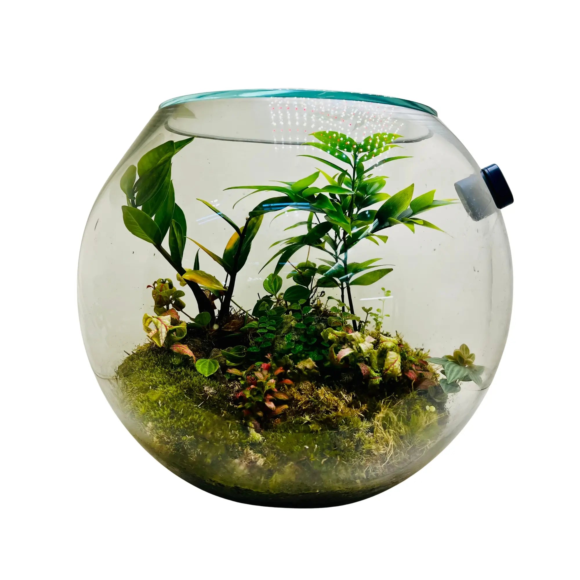 Nature Inspired Terrarium