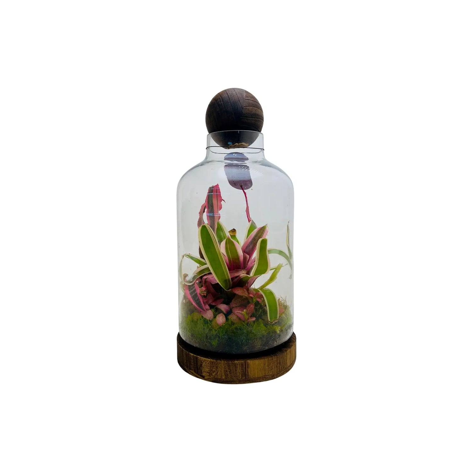 Neoregelia Bromeliads Terrarium Shop Online in Dubai
