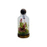 Neoregelia Bromeliads Terrarium Shop Online in Dubai