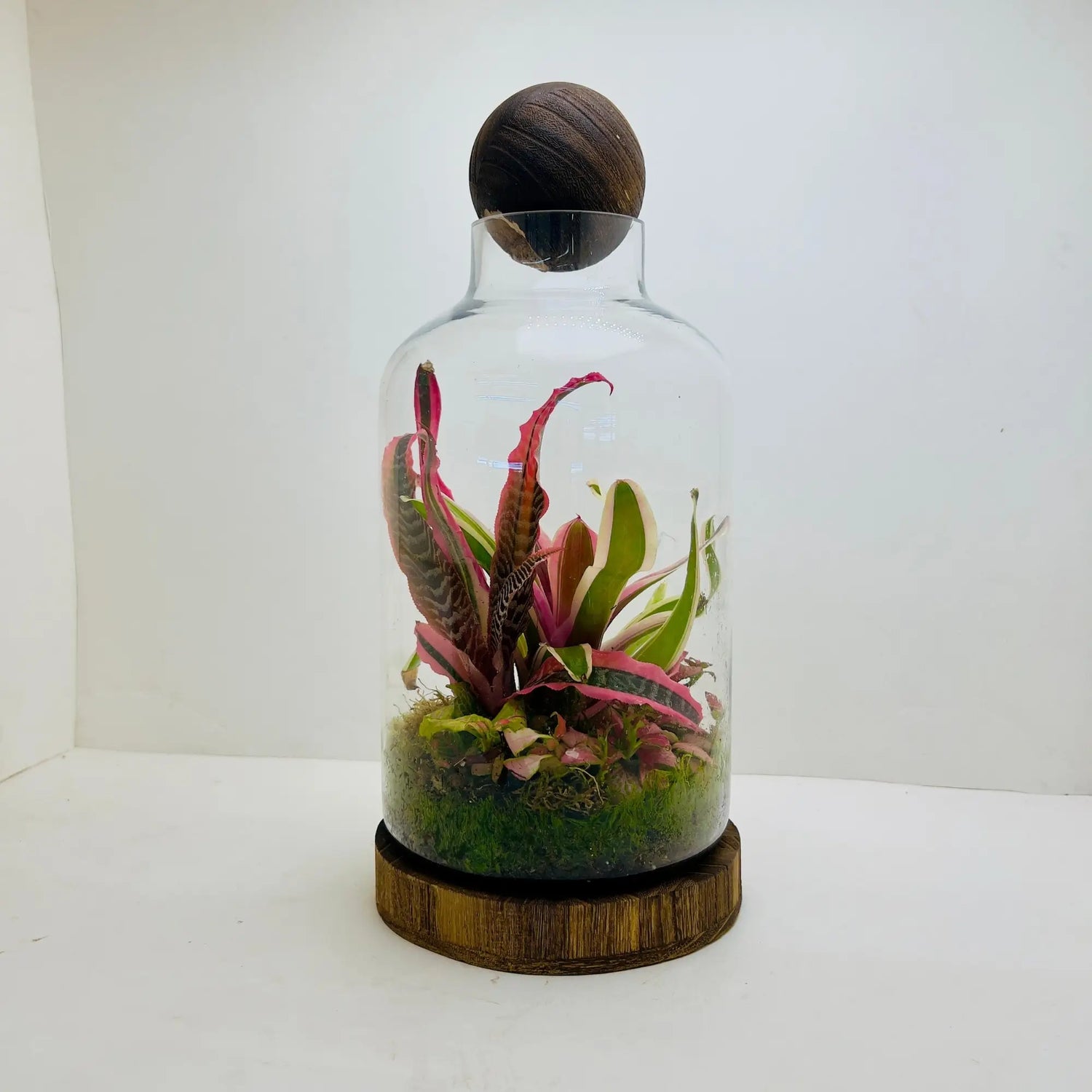 Neoregelia Bromeliads Terrarium