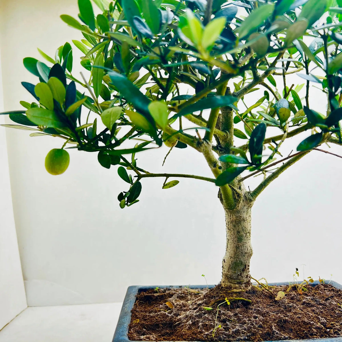 Olea Europaea Bonsai Plants Shop in Dubai