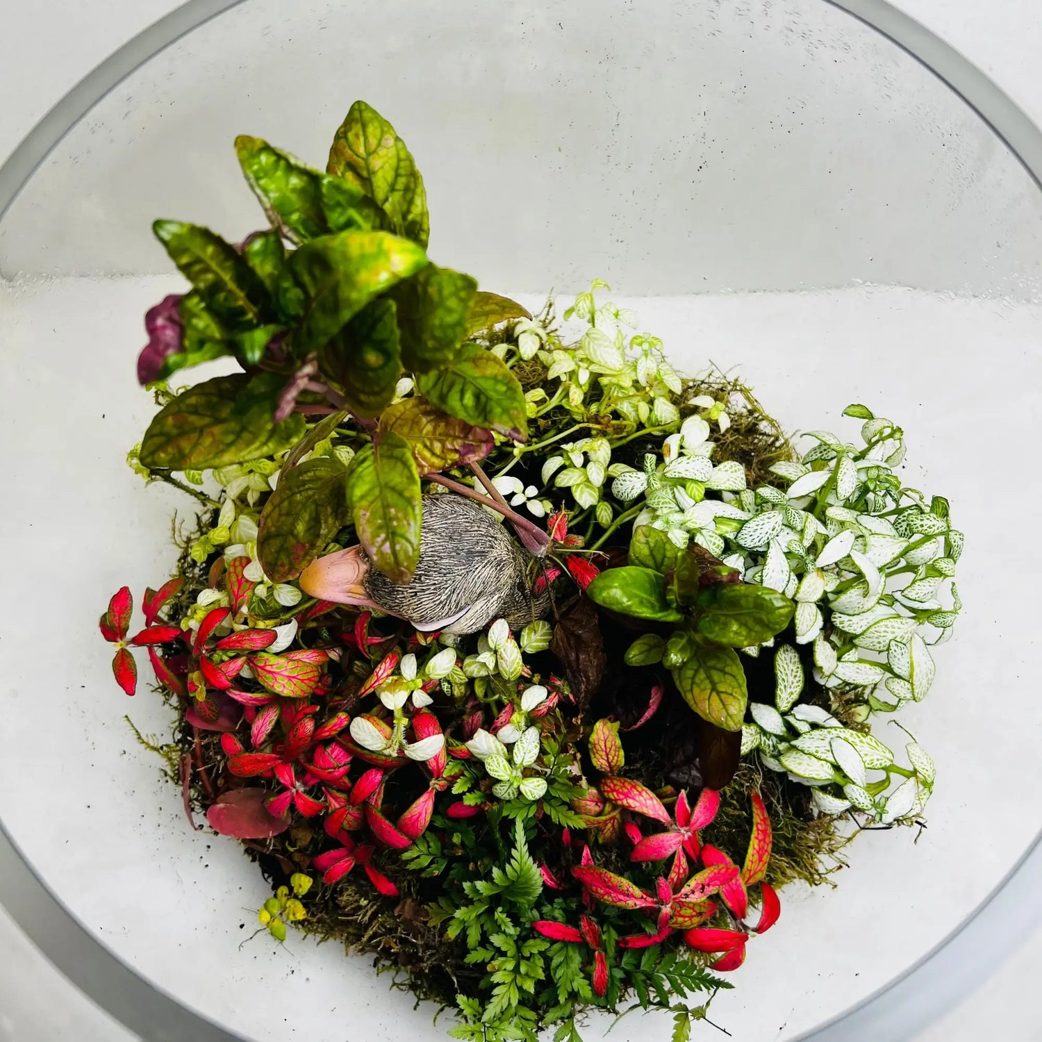 Ostrich Pot Terrarium in Dubai