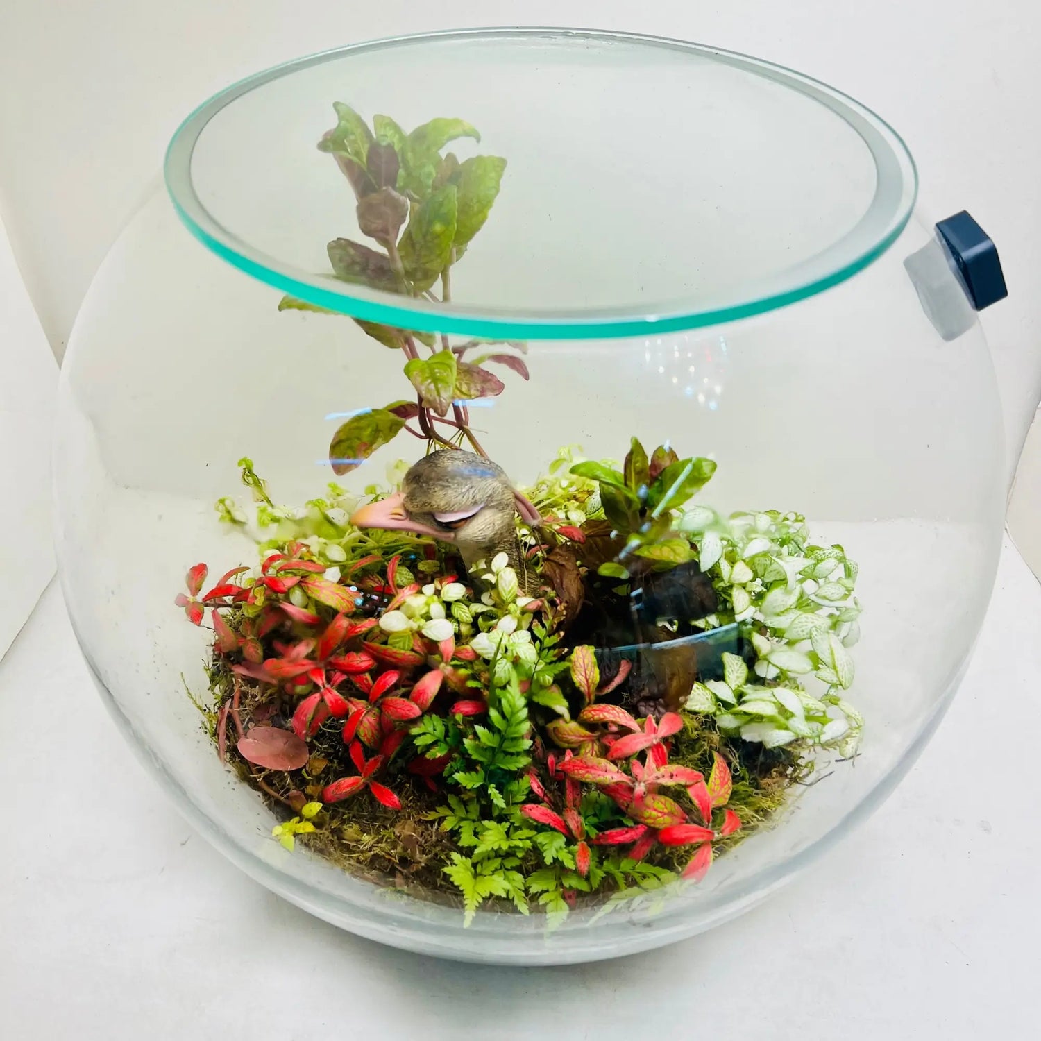 Ostrich Pot Terrarium in UAE