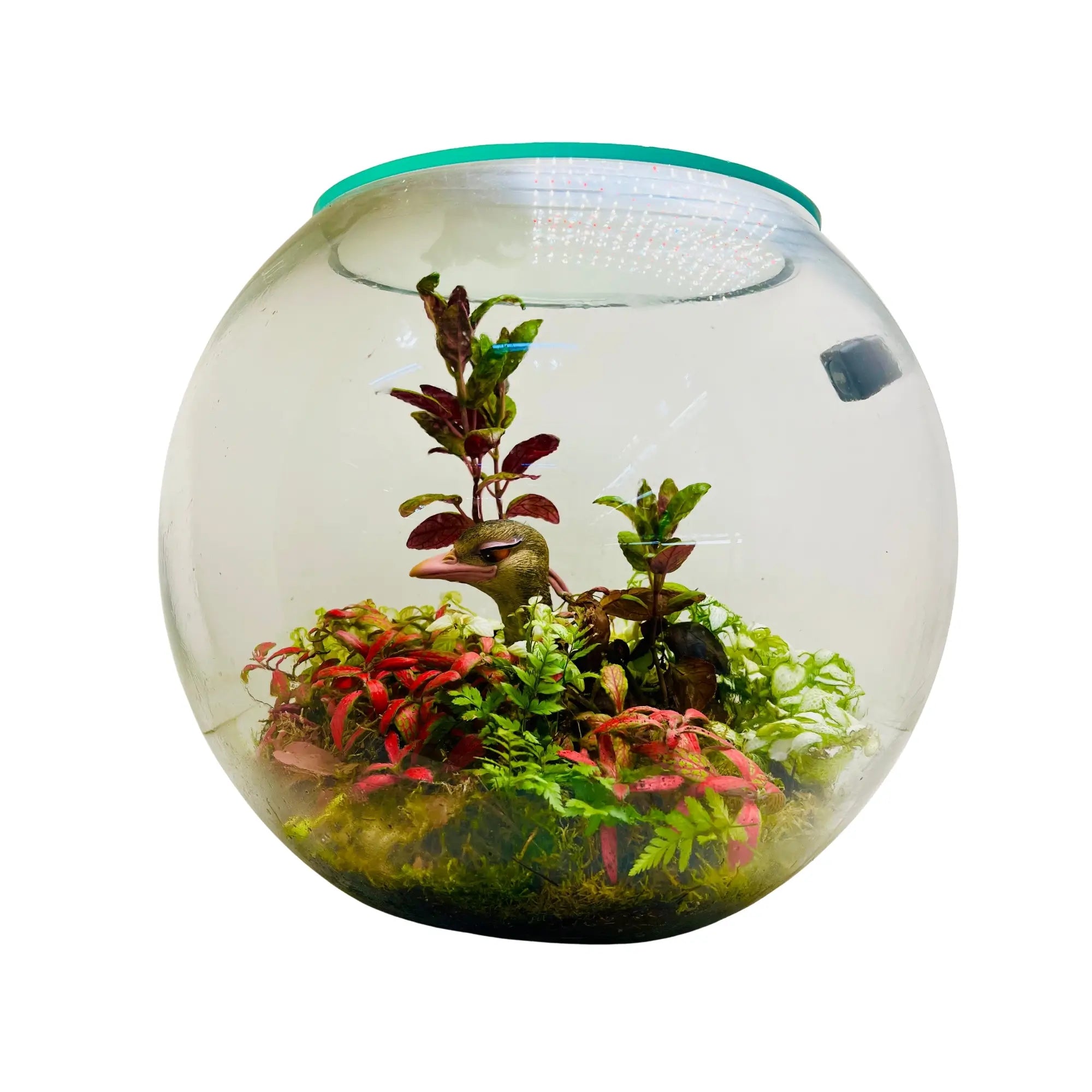 Ostrich Pot Terrarium