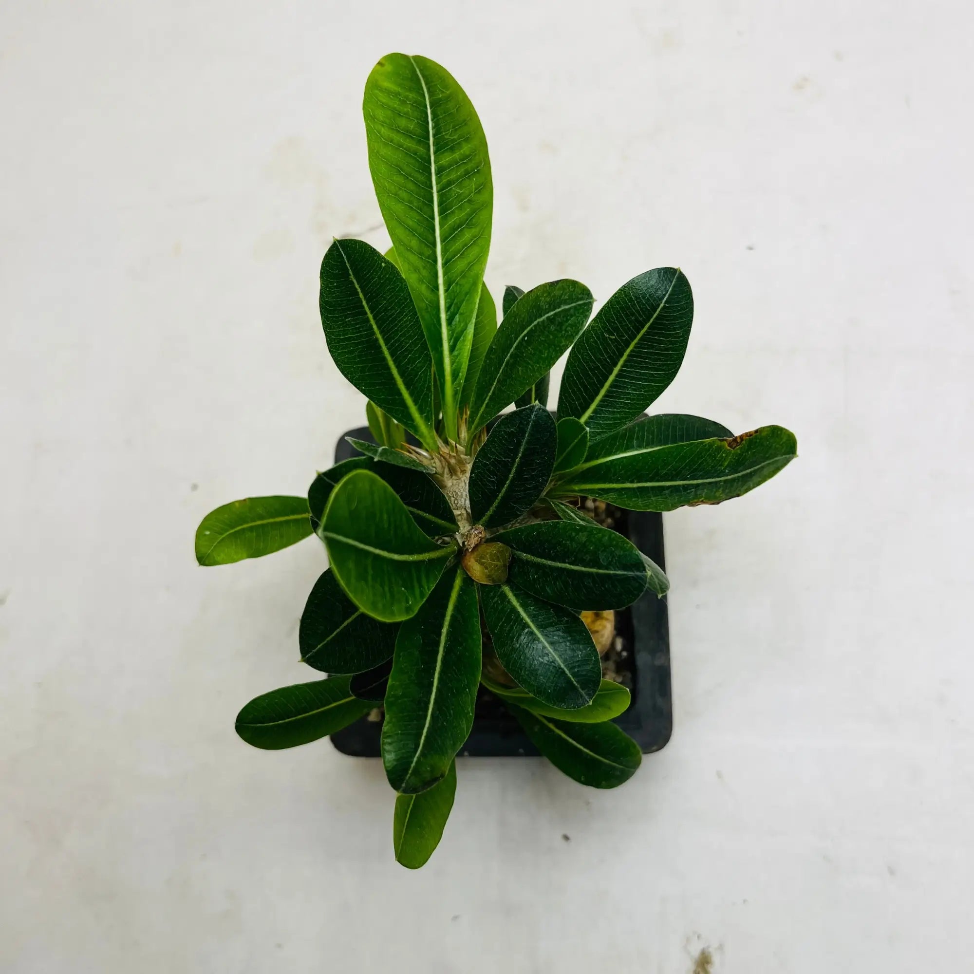 Pachypodium Densiflorum Rare Exotic Mini Indoor Plant