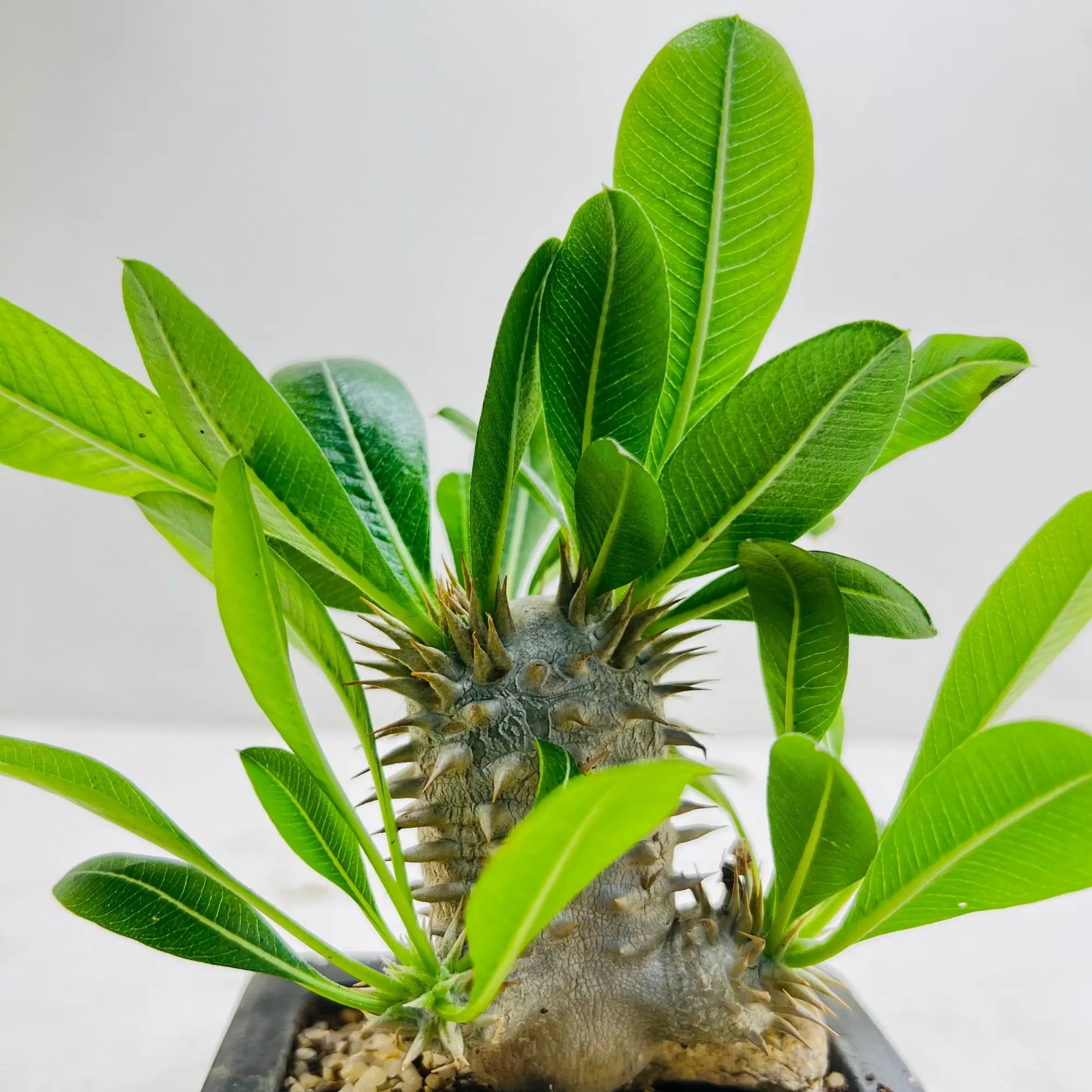 Pachypodium Densiflorum Rare Exotic Mini Indoor Plant
