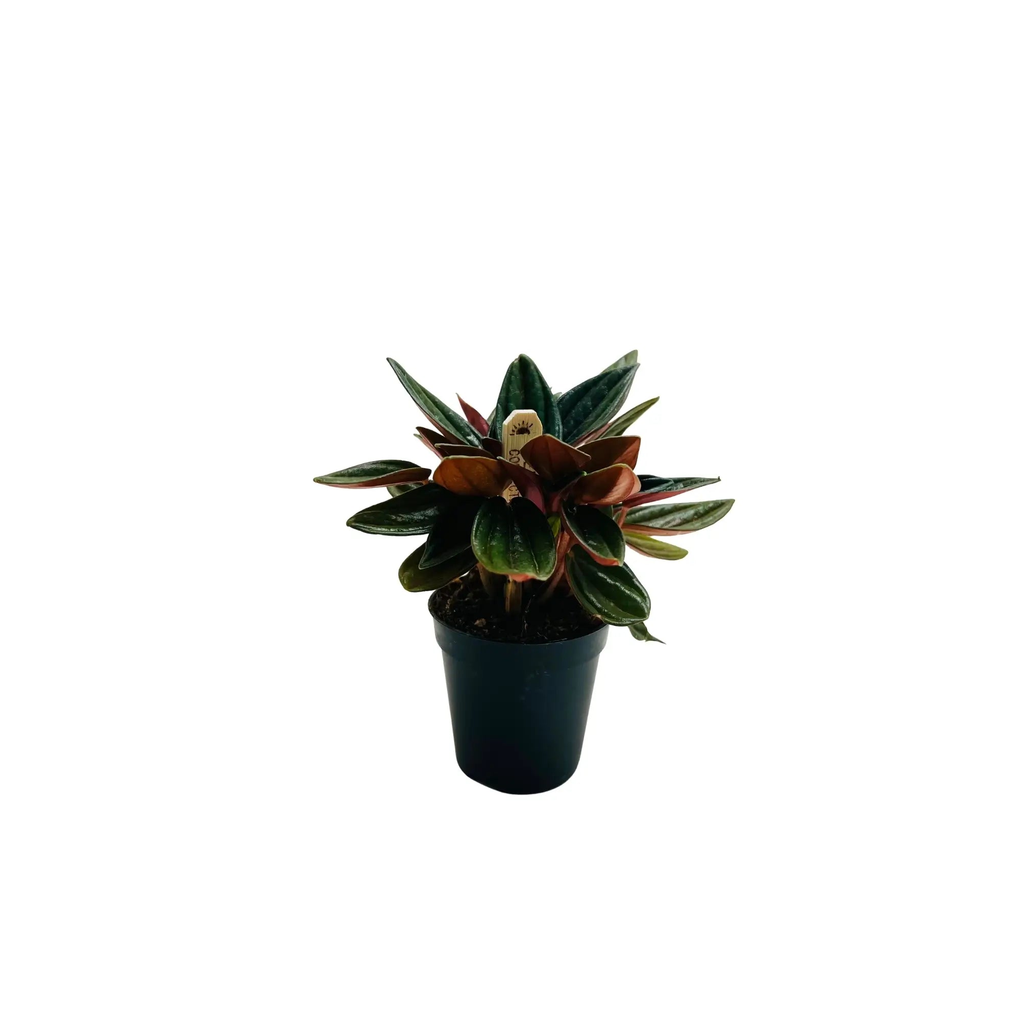 Peperomia Caperata Emerald Ripple Rare Exotic Mini Indoor Plant