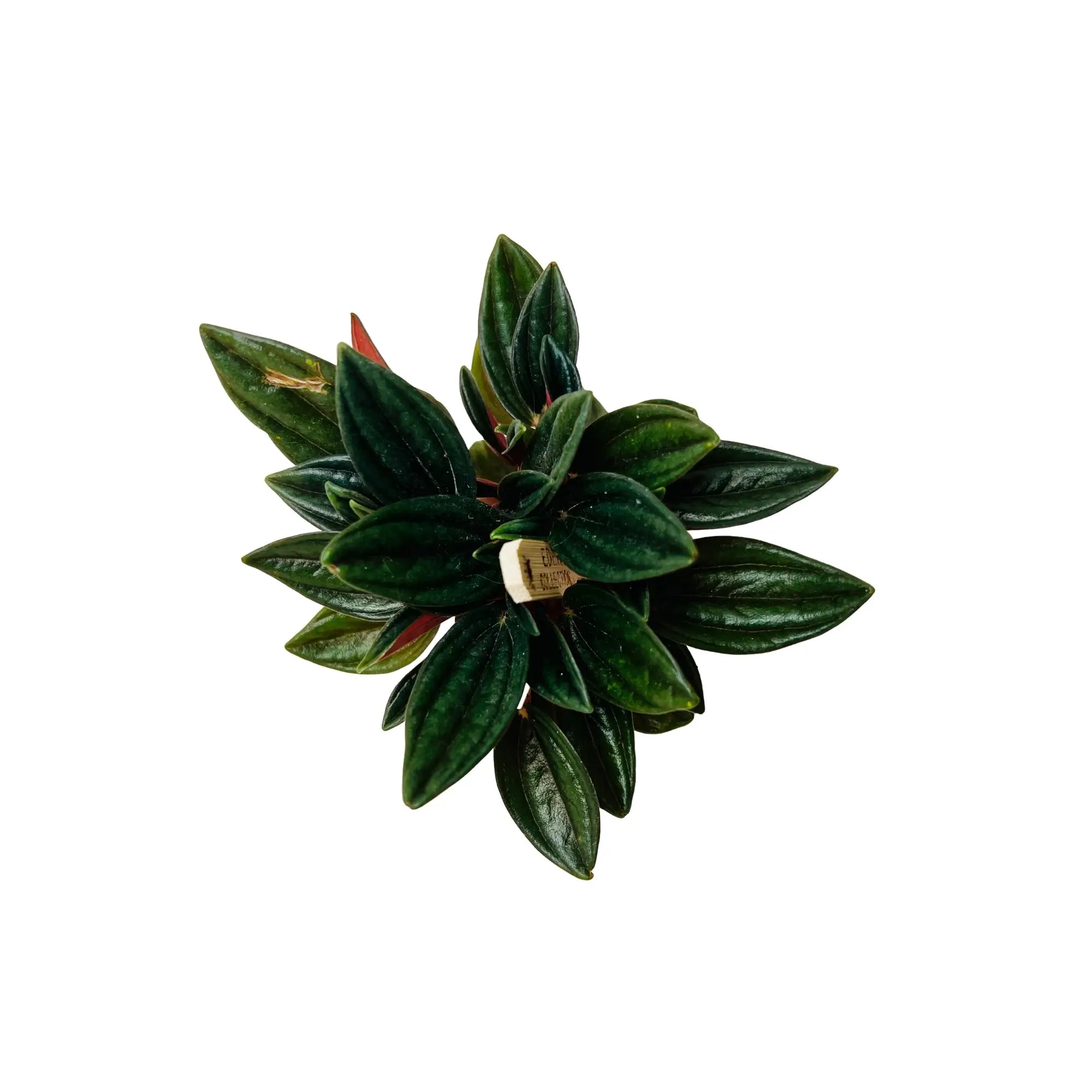 Peperomia Caperata Emerald Ripple Rare Exotic Mini Indoor Plant