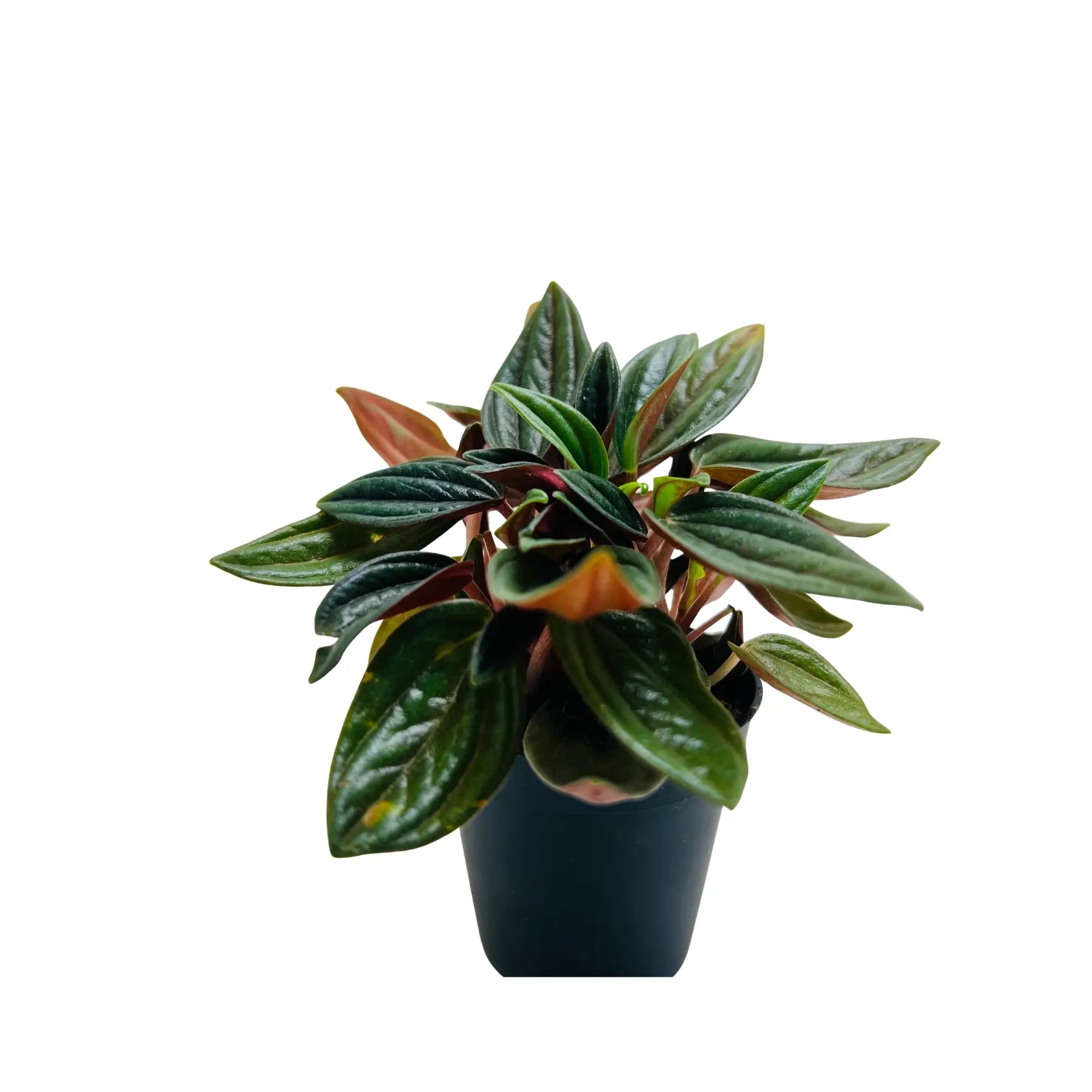 Peperomia Caperata Rare Exotic Mini Indoor Plant in Pot | Indoor Décor & Living Gift Dubai