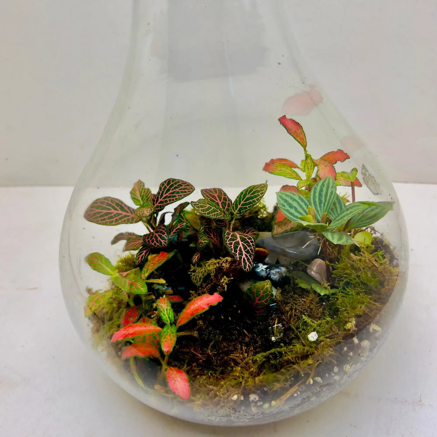 Peperomia Fittonia Terrarium in Dubai