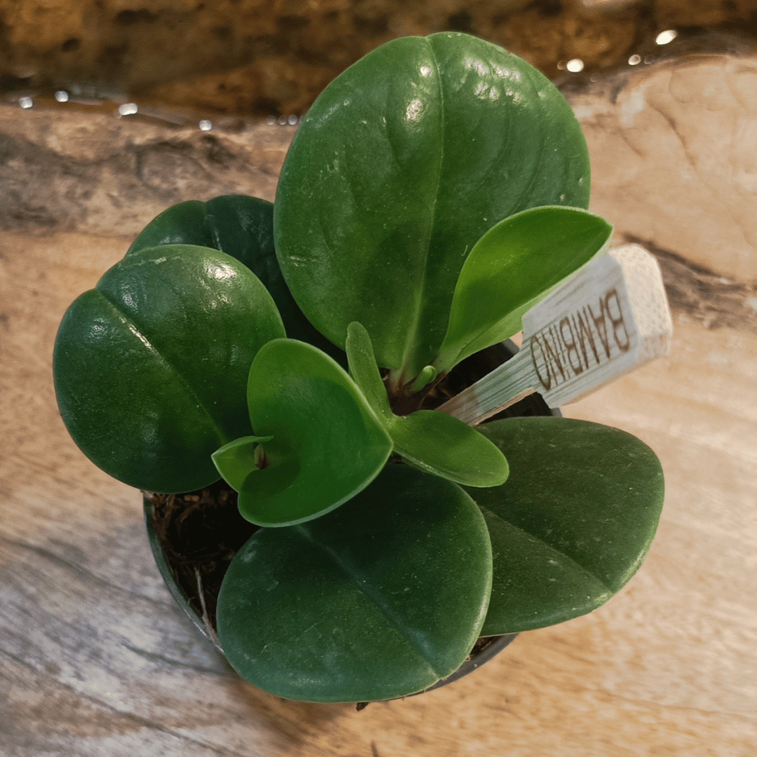 Peperomia obtusifolia &