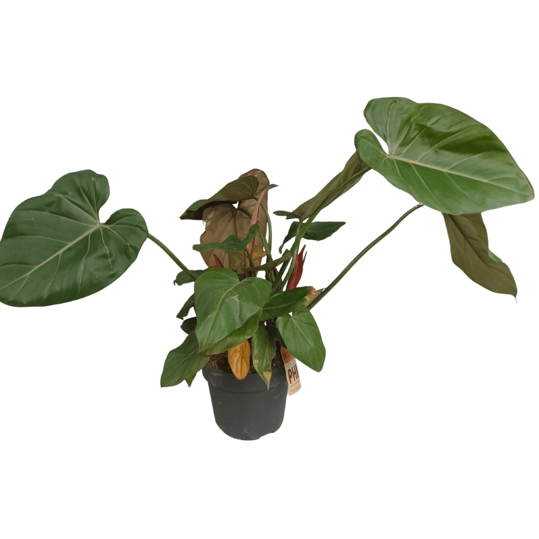 Philodendron Gloriosum – Rare Exotic Tropical Houseplant – 55 cm