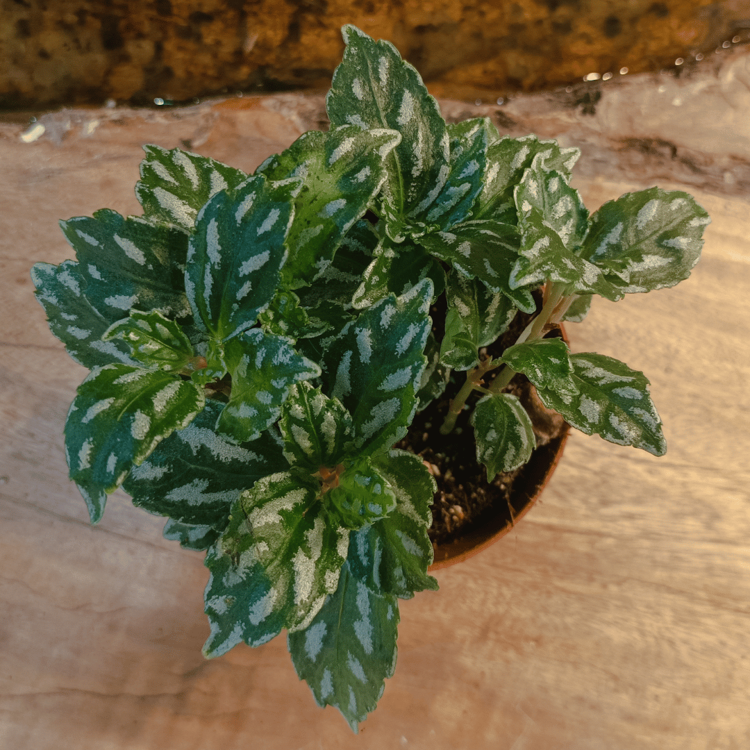 Pilea Cadierei (Aluminum Plant) – Silver Variegated Tropical Houseplant – 13 cm