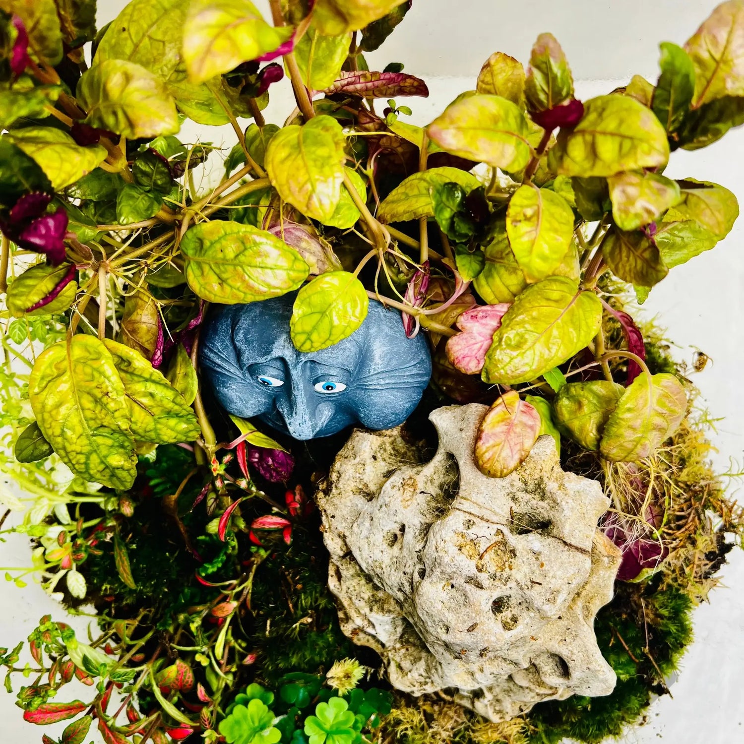 Secret Garden Globe Terrarium in UAE