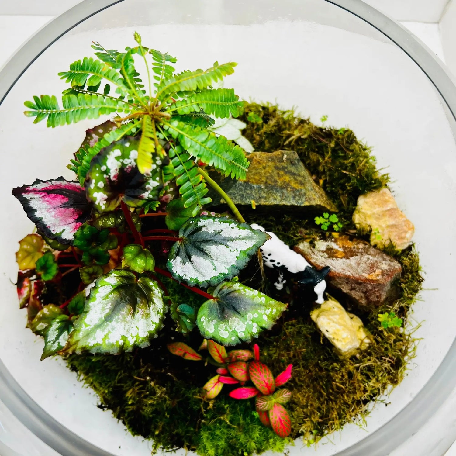 Terrarium Garden Shops in Dubai