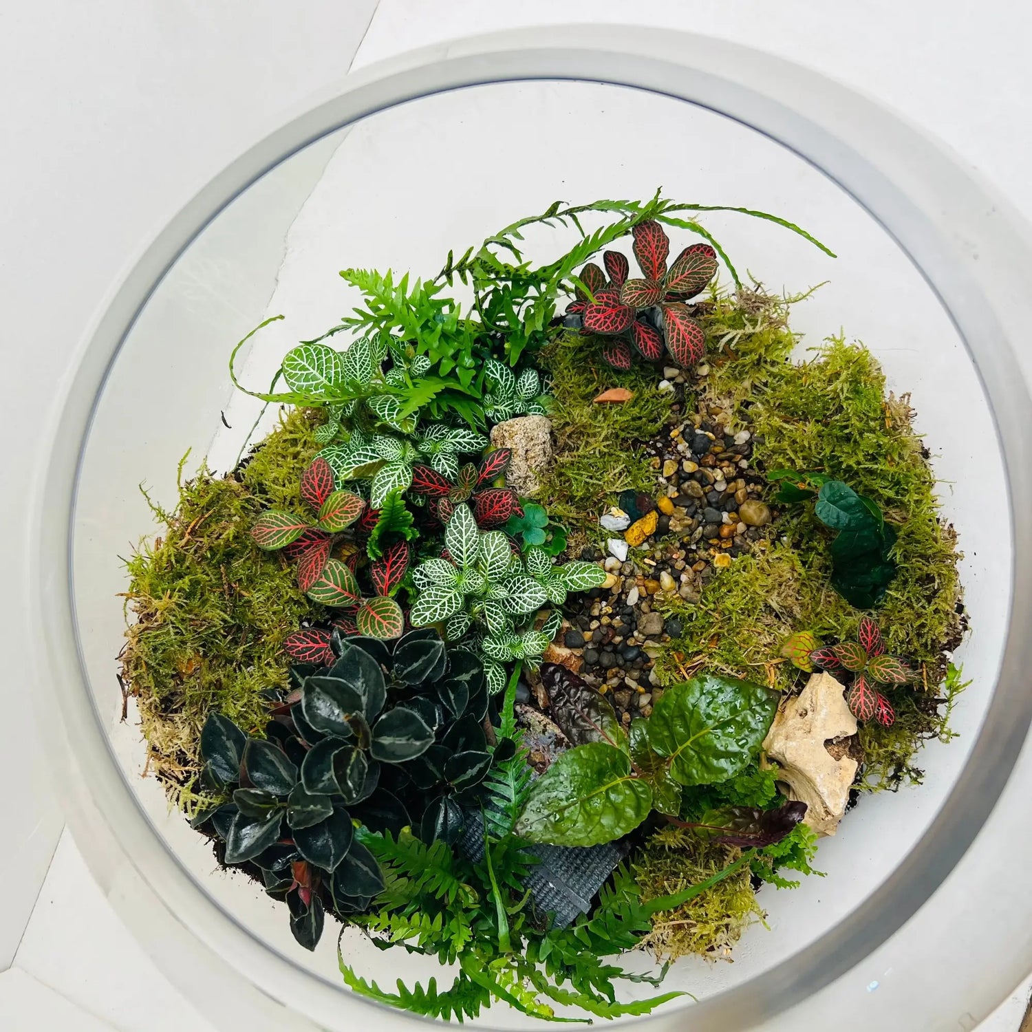 Terrarium with Live Plants in UAE