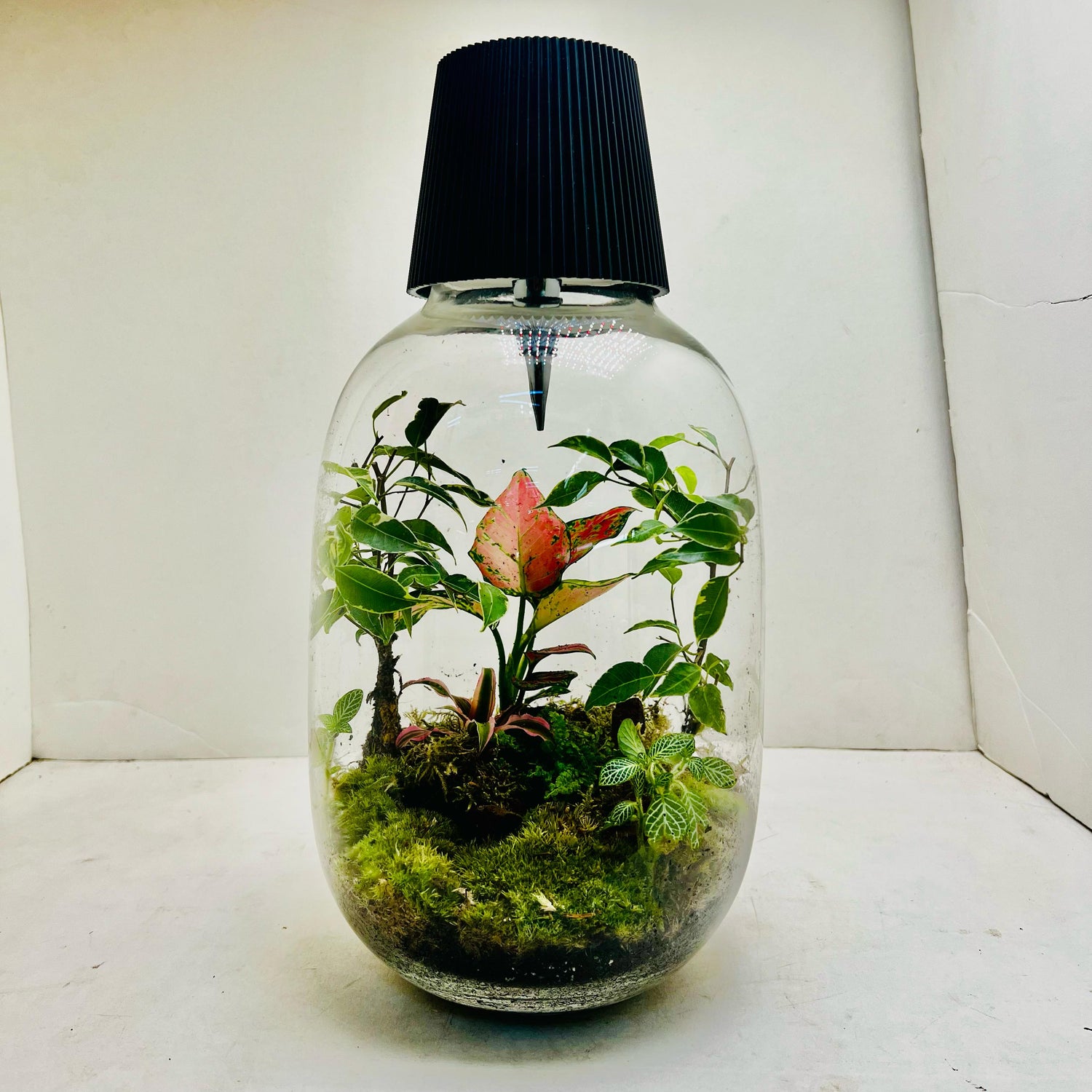 Bottel Terrarium A Miniature Green World In Glass