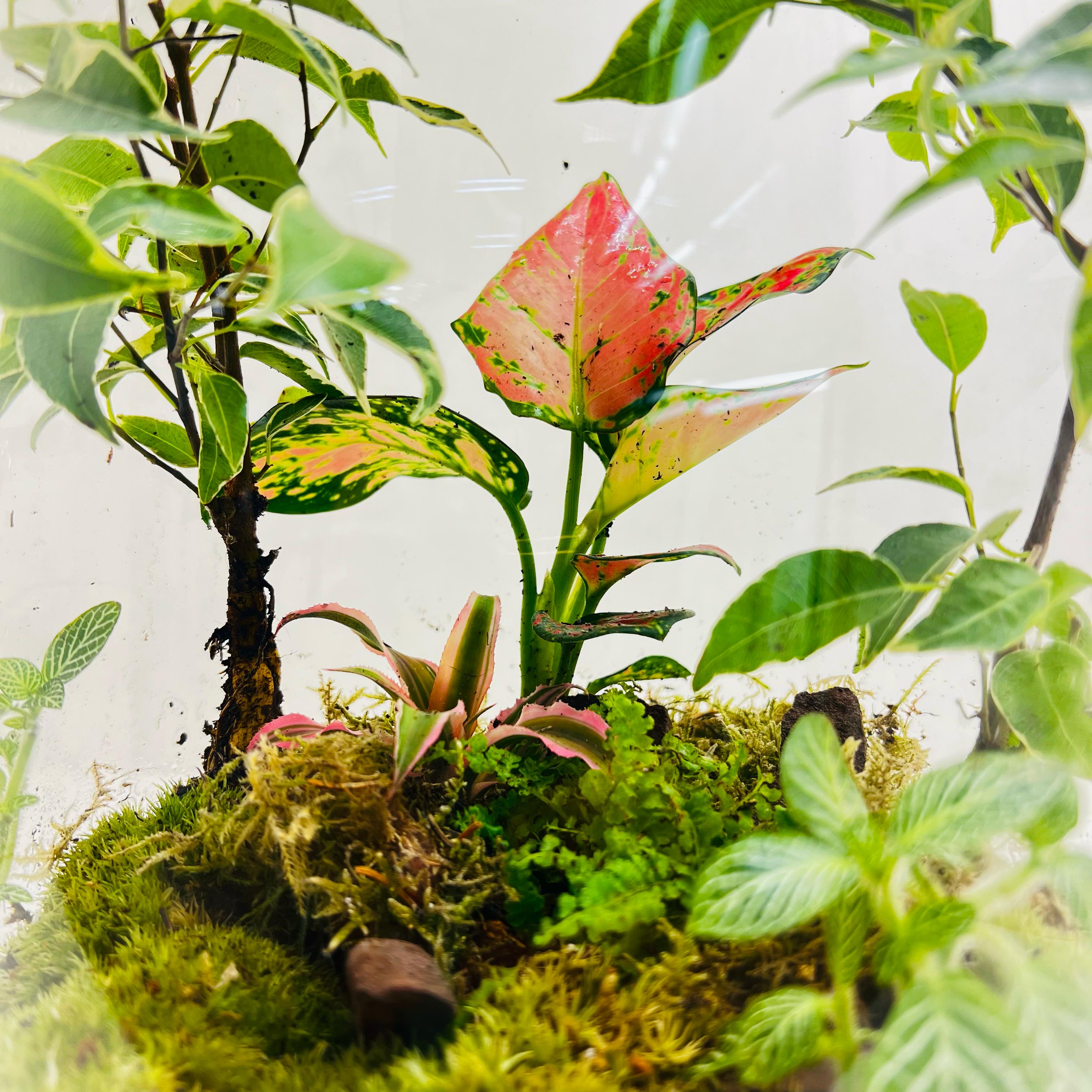 Bottel Terrarium A Miniature Green World In Glass