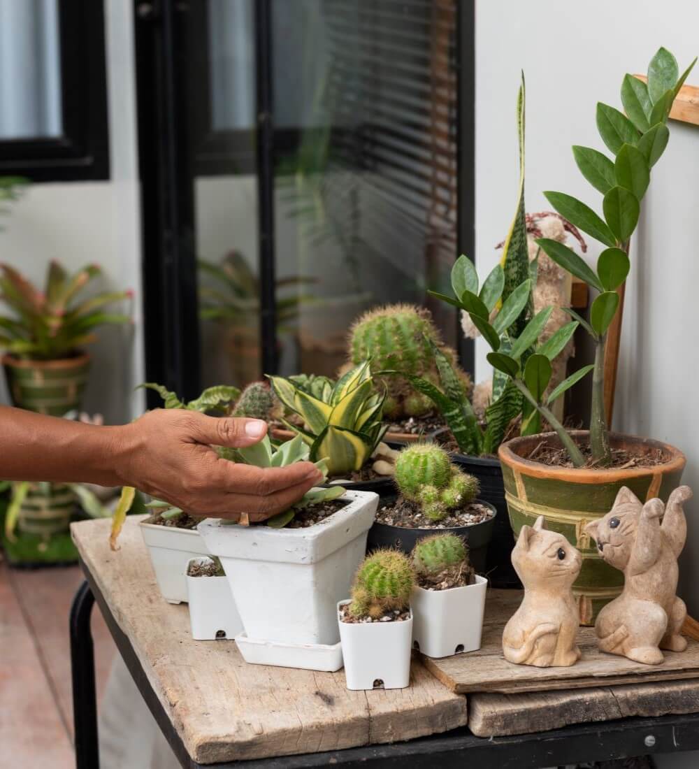 Woman Takes Care Plant Wood Plank