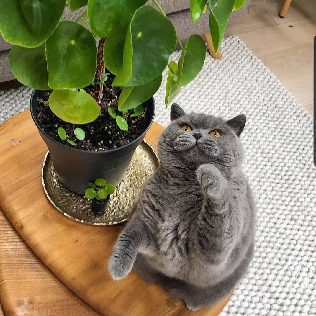 Wooden Art Showroom 3