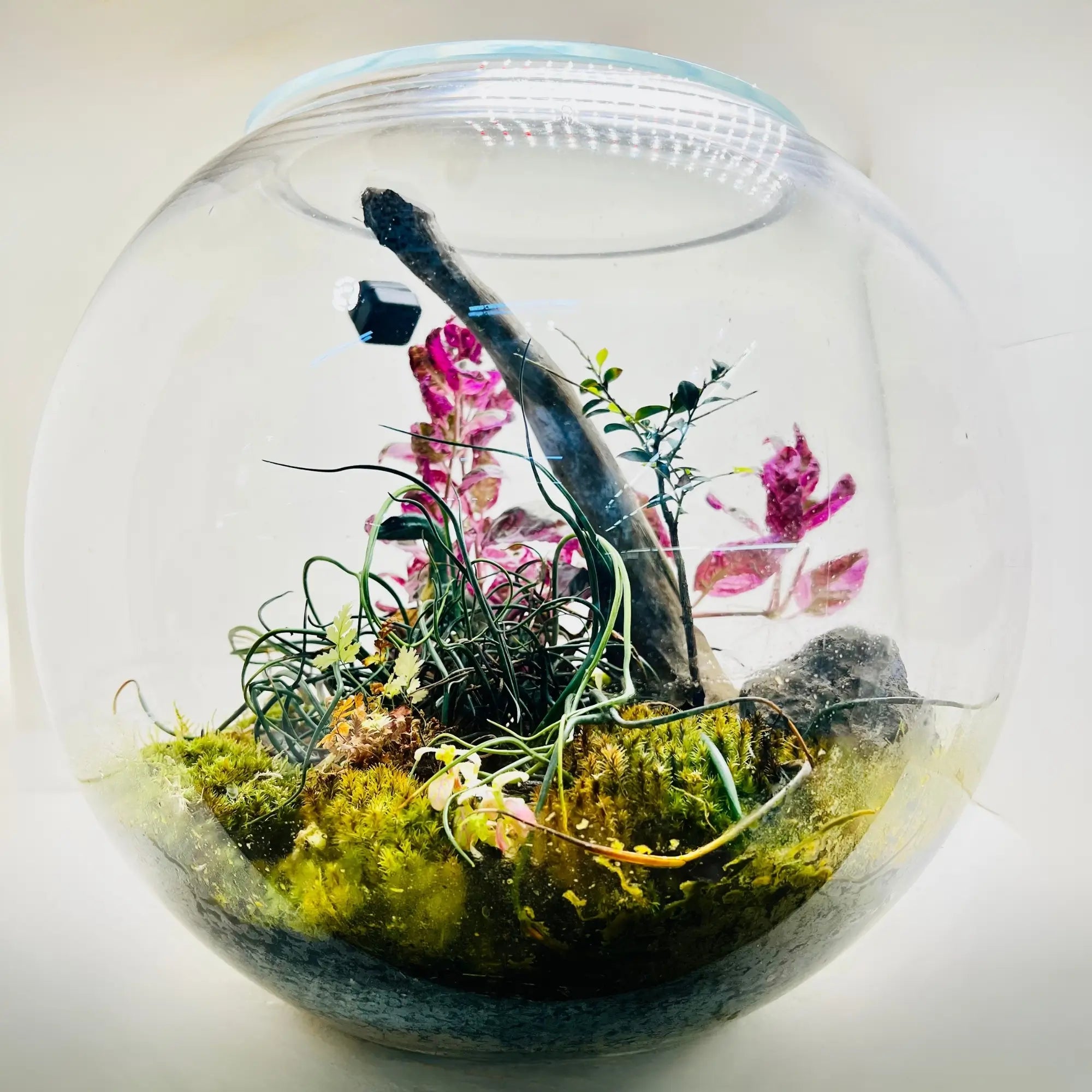Woodland Charm Terrarium in Dubai