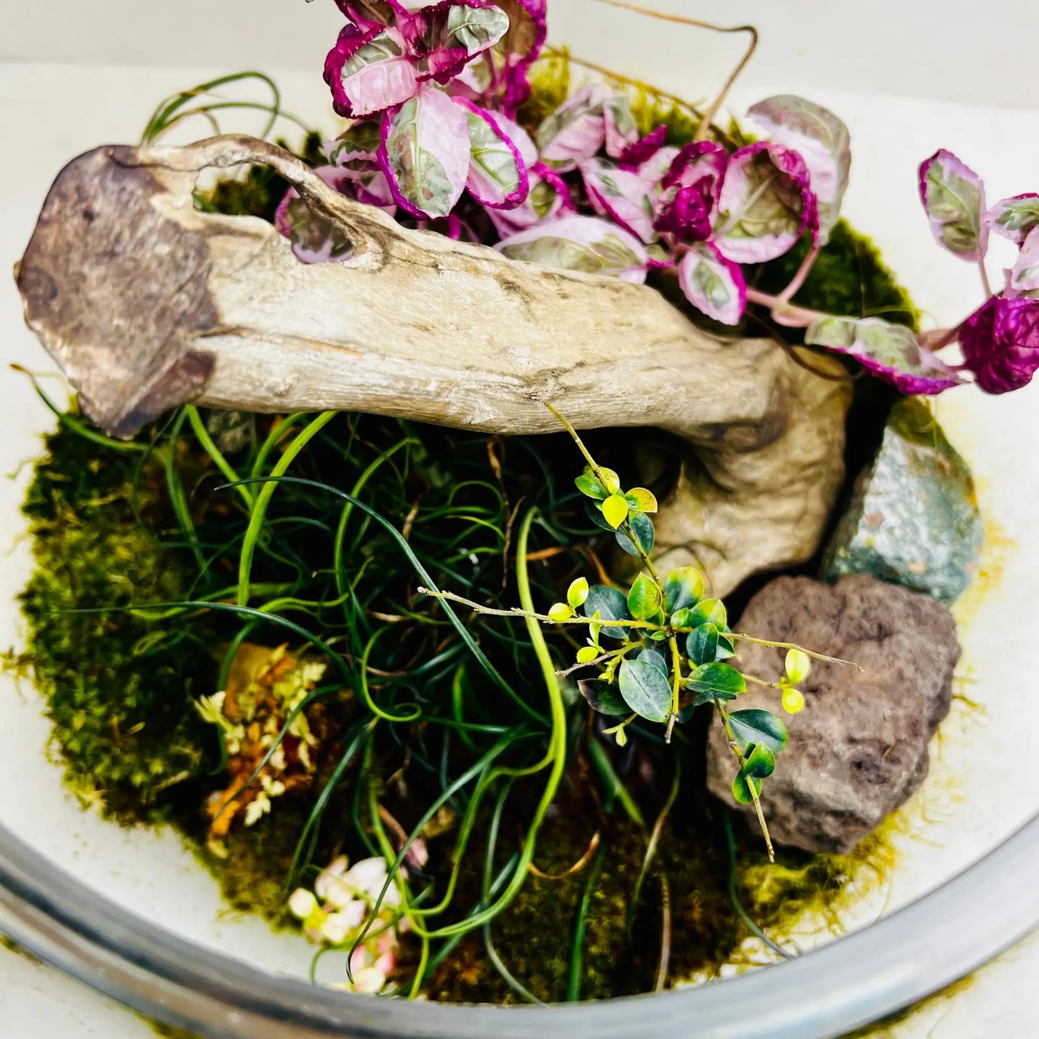 Woodland Charm Terrarium in UAE