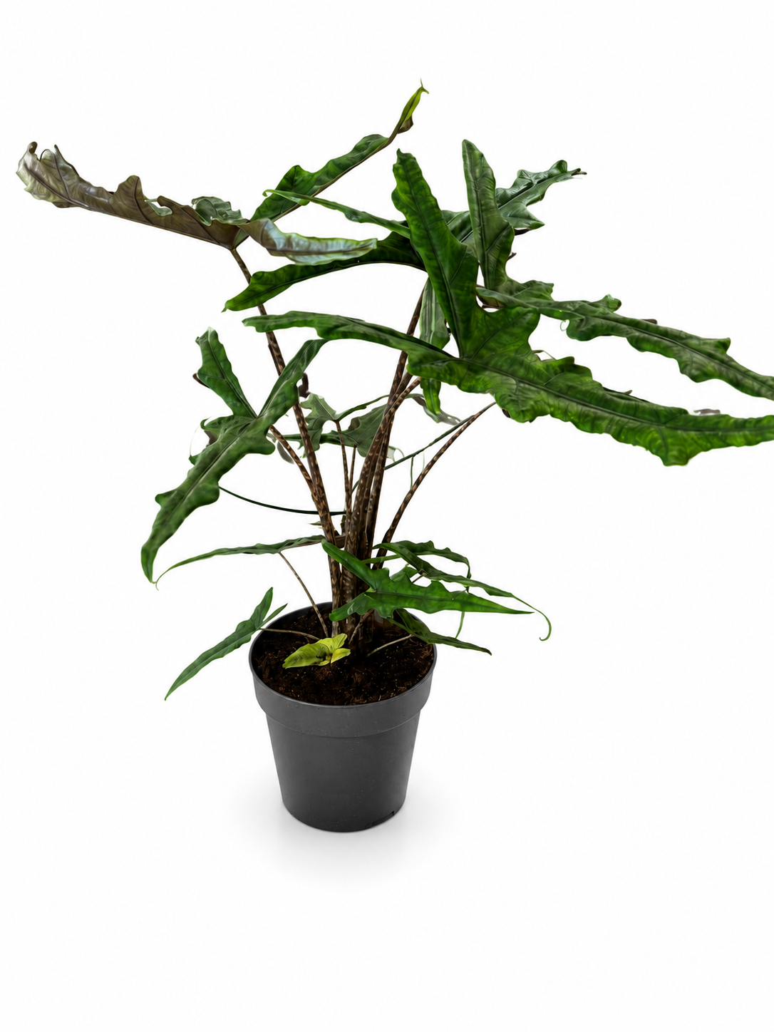 Big Alocasia ‘Jacklyn’ (Alocasia tandurusa) – Rare Exotic Tropical Houseplant