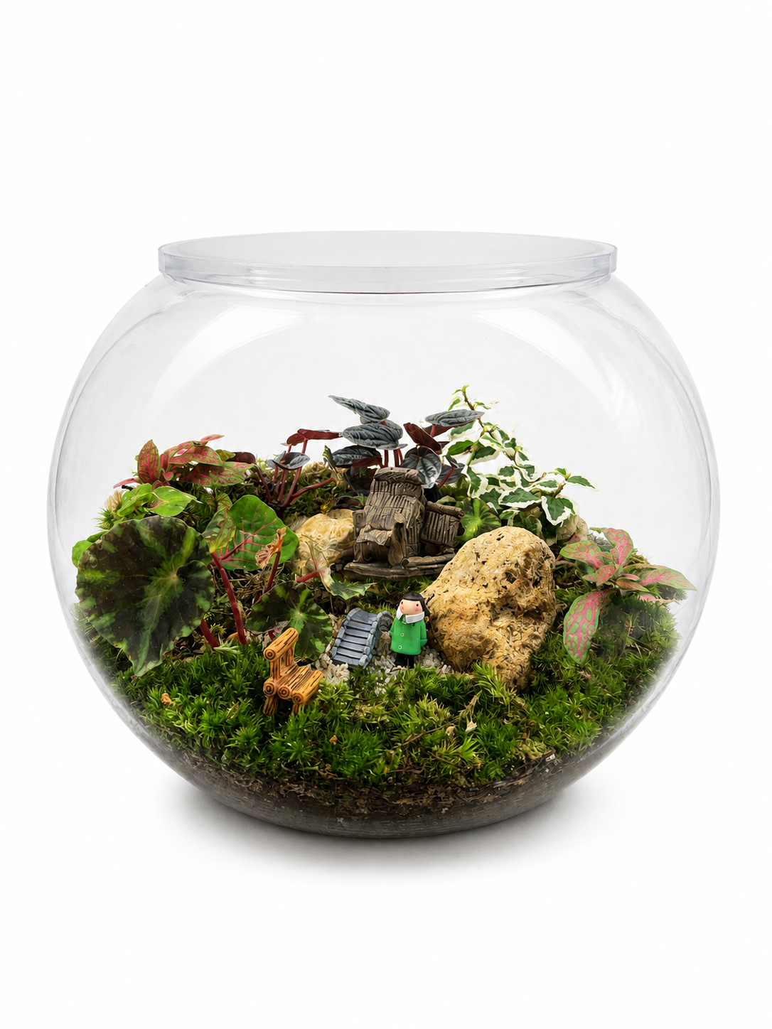 Begonia Rex Closed Terrarium Landscape – Handcrafted Mini Ecosystem 30x25cm