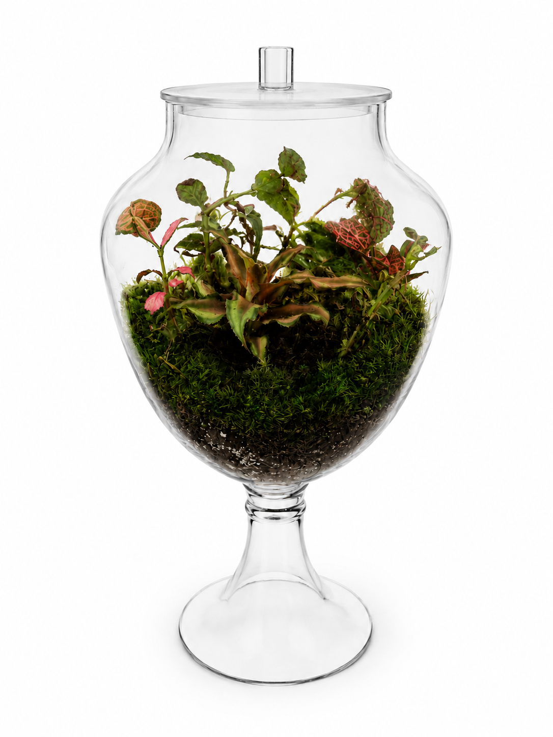 Cryptanthus Earth Star Closed Terrarium – Premium Glass Pedestal Ecosystem