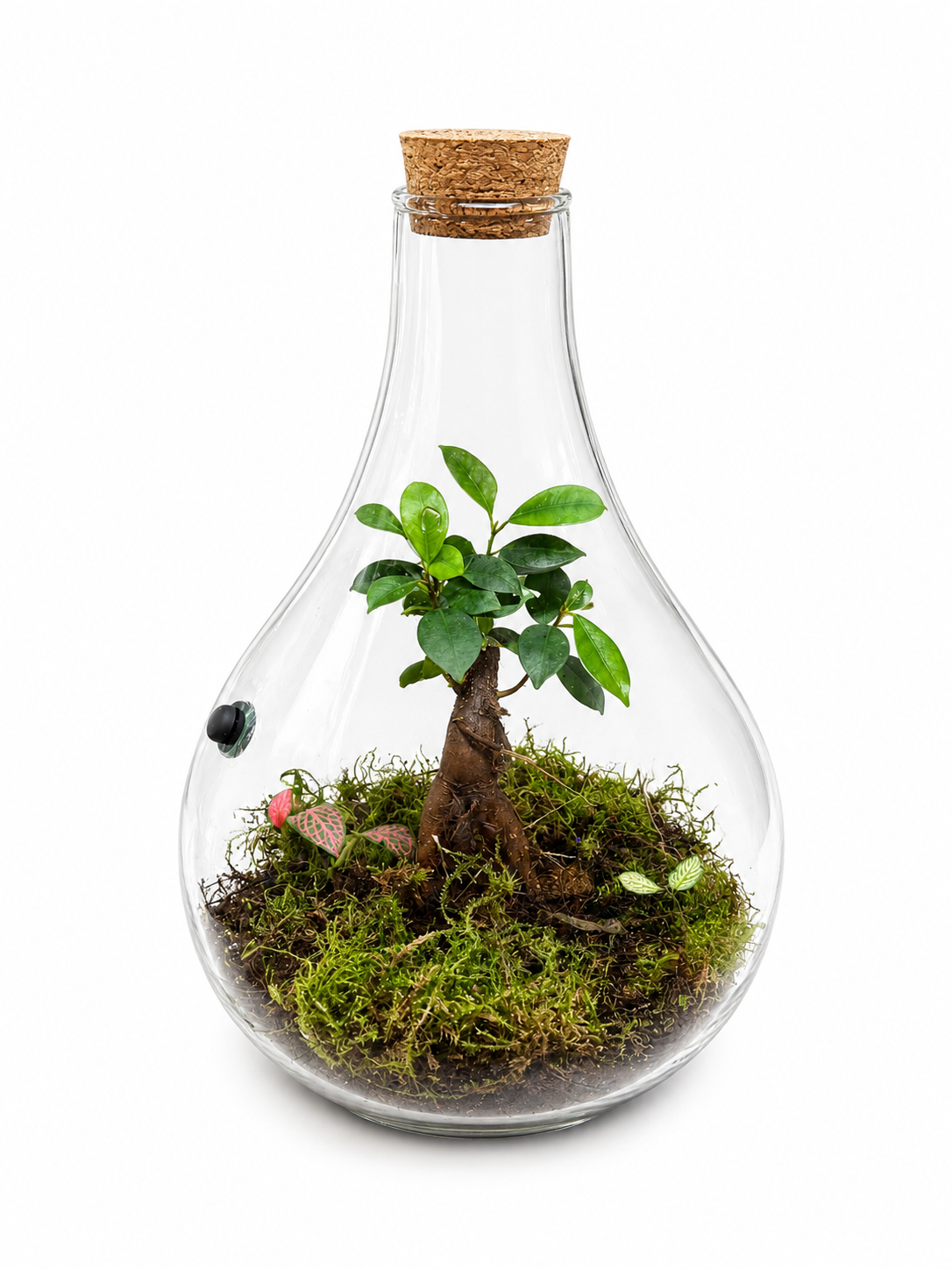 Ficus Ginseng Bonsai Closed Terrarium – Live Mini Tree Ecosystem