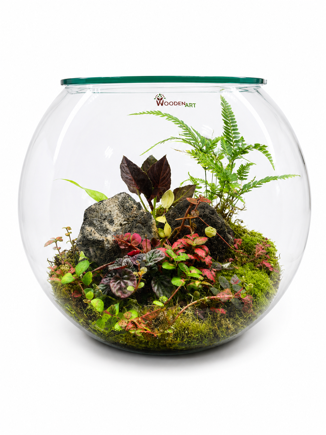 Alocasia Velvet Closed Terrarium – Tropical Jewel Garden in Glass 35x40cm