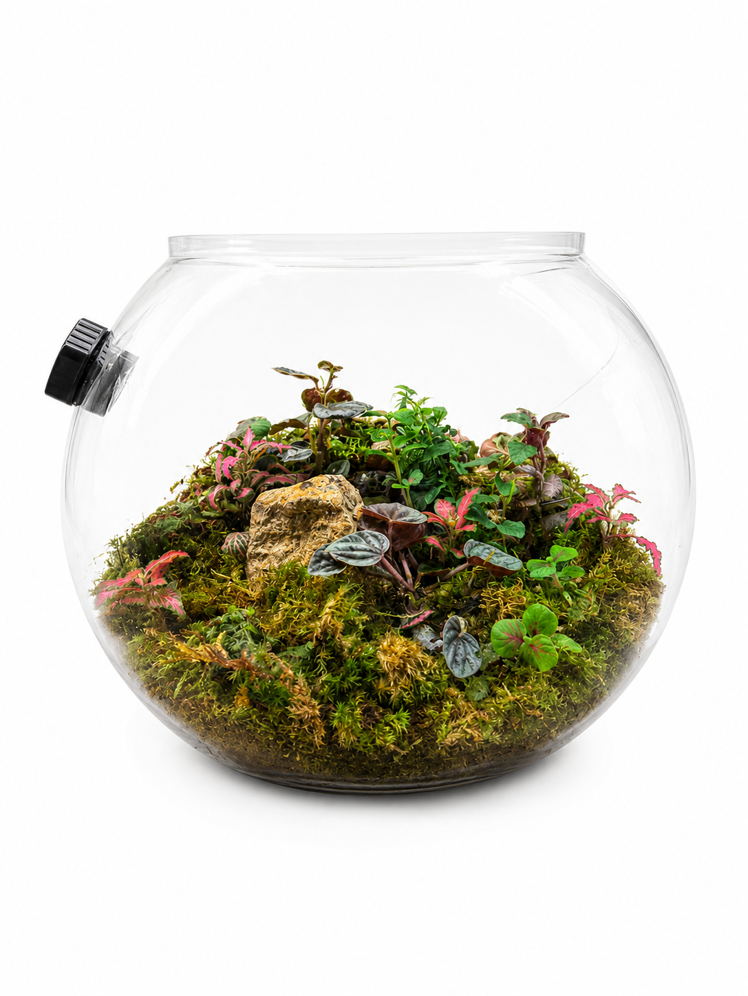 Peperomia Rosso Moss Haven – Premium Closed Terrarium 22x25cm