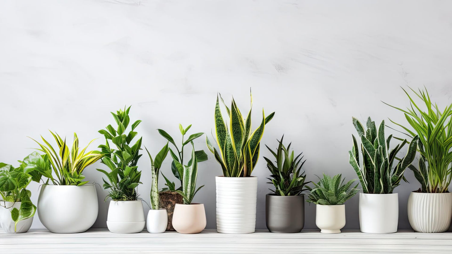 10 Best Air-Purifying Plants to Freshen Your Home in Dubai