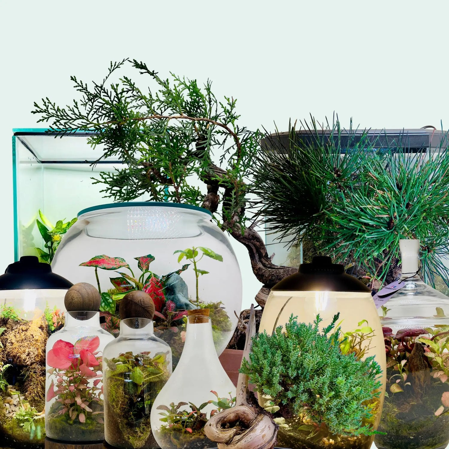 Terrariums, Unique Bonsai Trees , Exotic Indoor Plants &amp; More