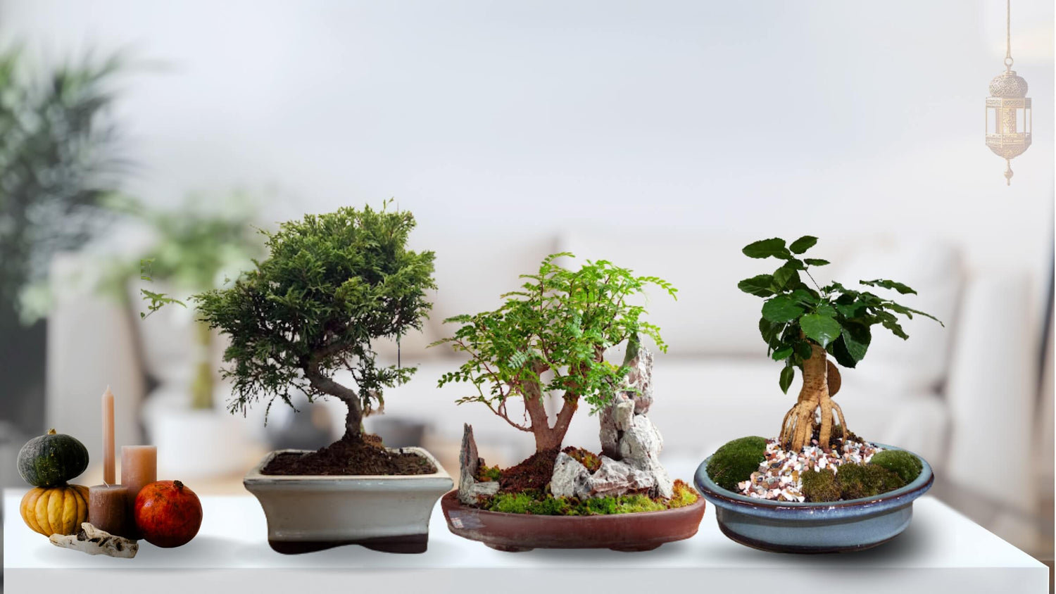 Bonsai Trees