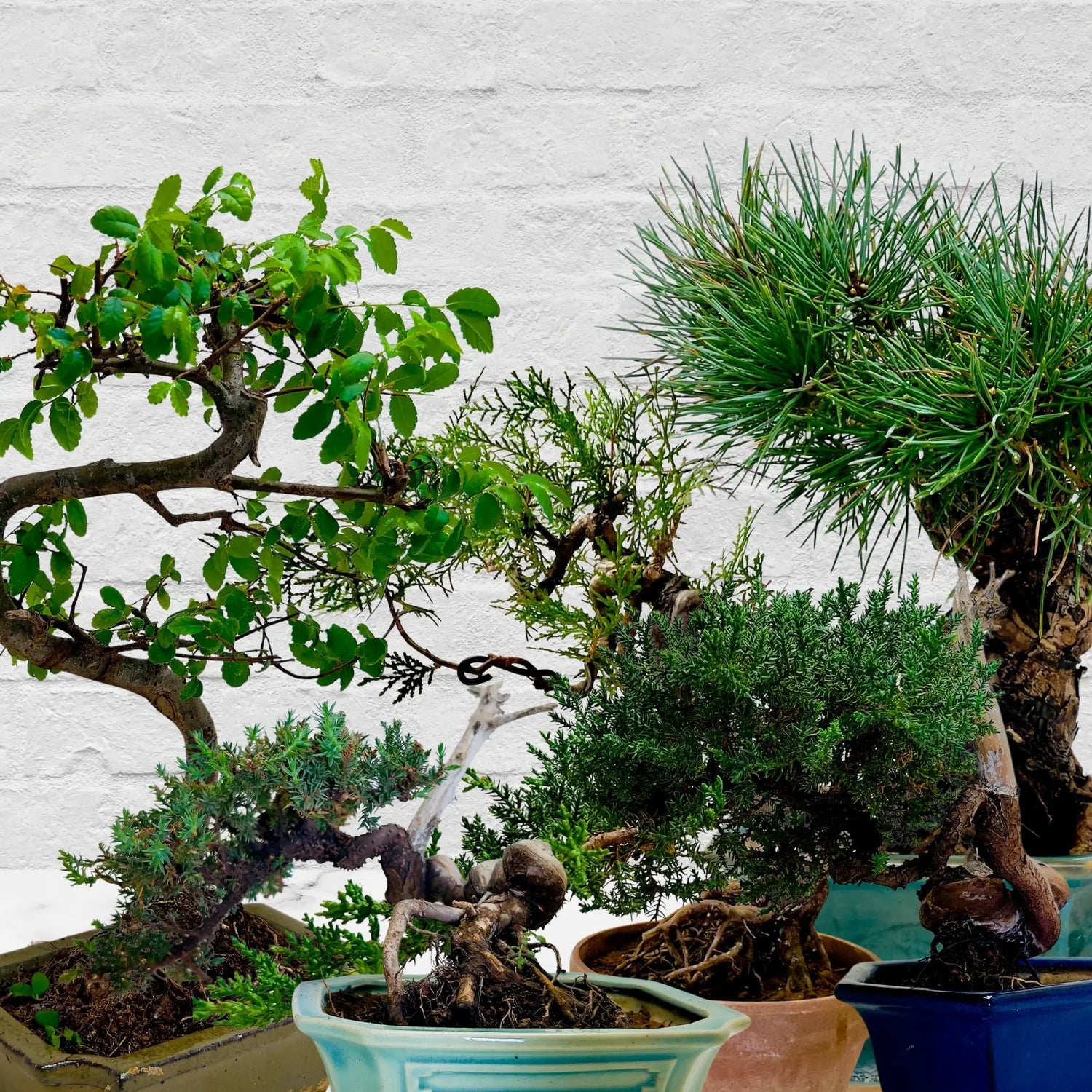 Bonsai Trees