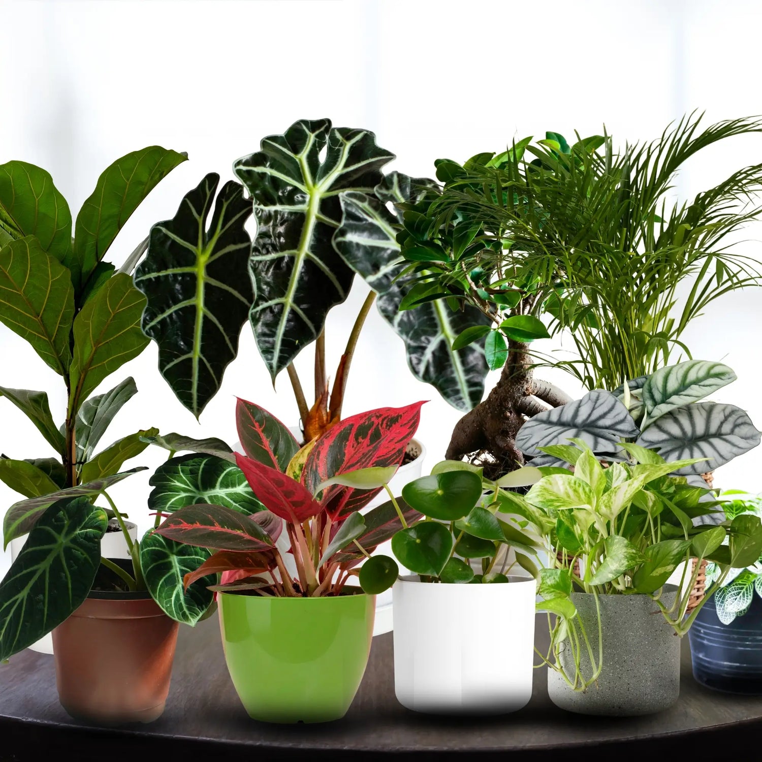 Indoor Plants