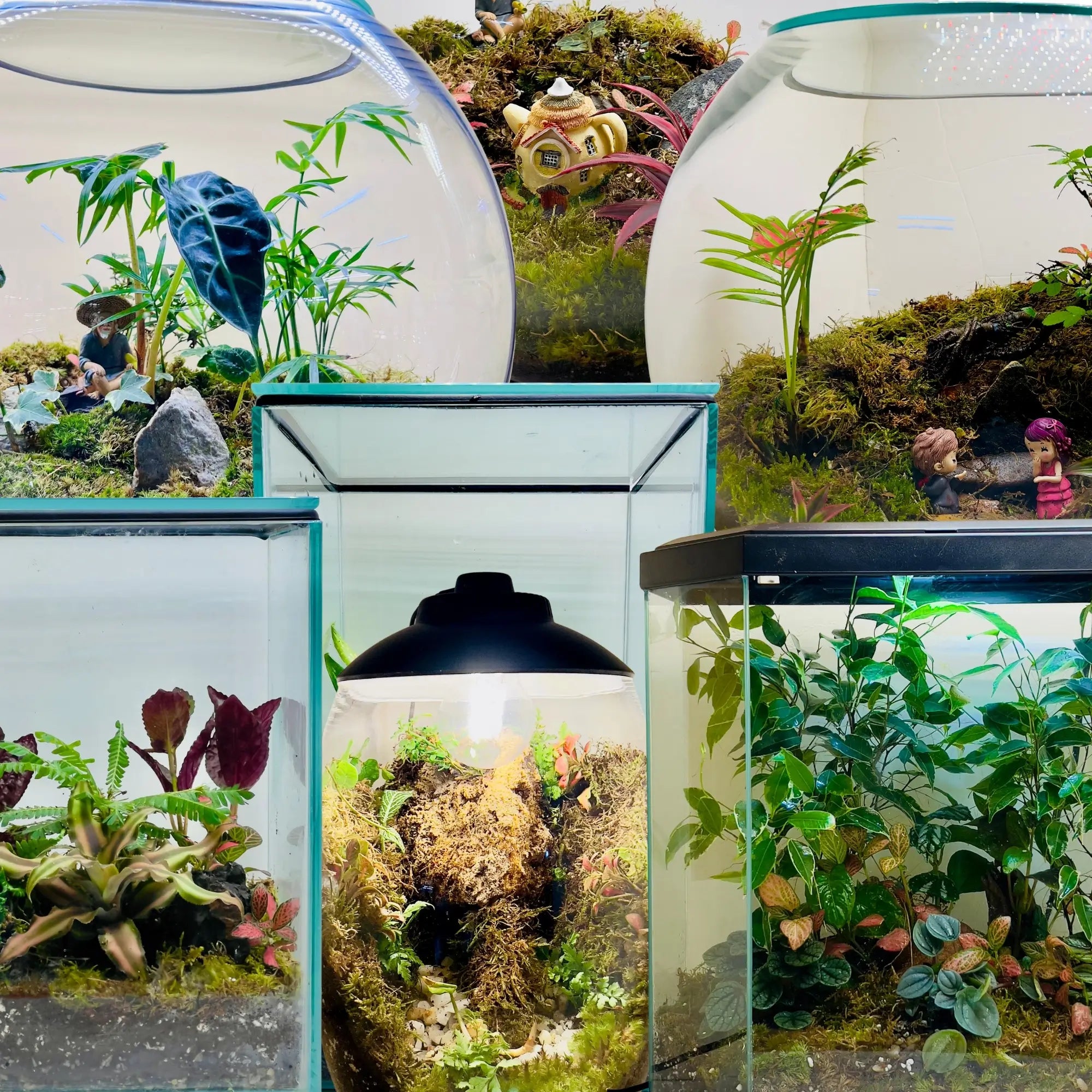 Disc Terrarium Terrarium Gifts Dubai | Open & Closed Glass Terrariums Online – Wooden Art