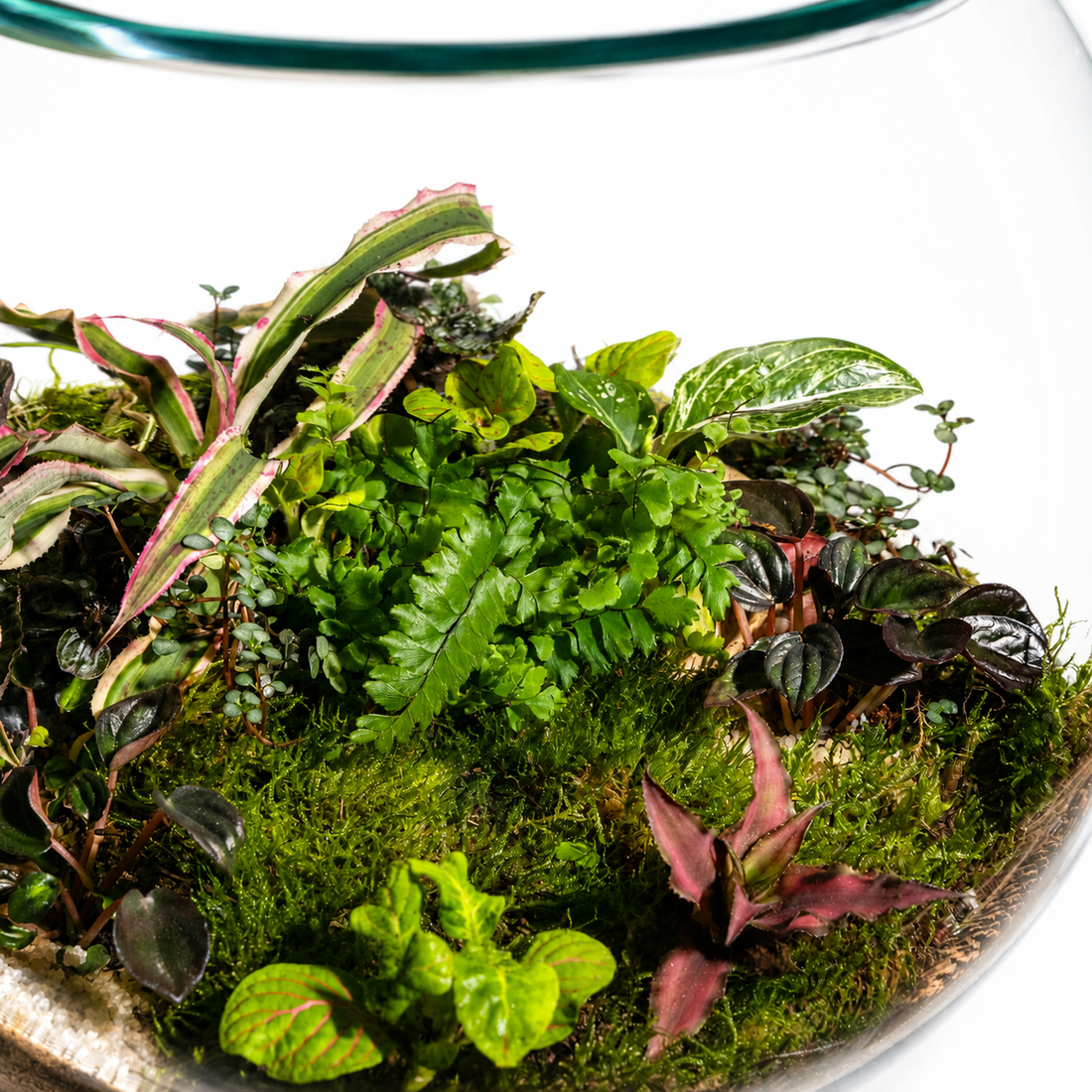 Emerald Canopy Terrarium – Tropical Moss Garden Ecosystem